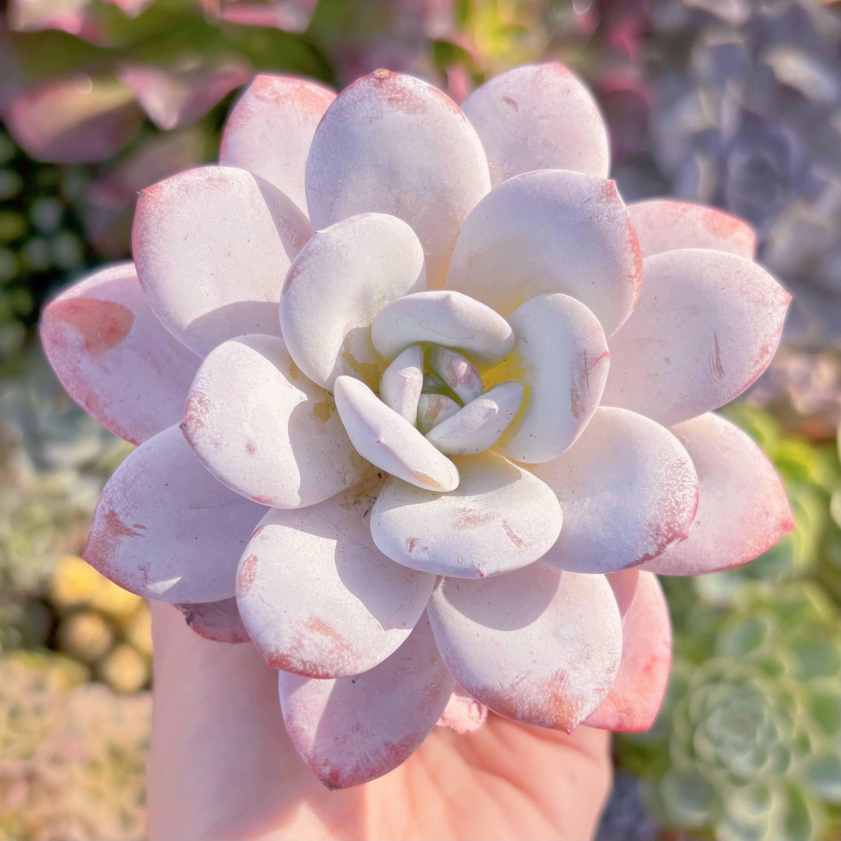 多肉植物　ピンクラウイ　新入荷　るる農園