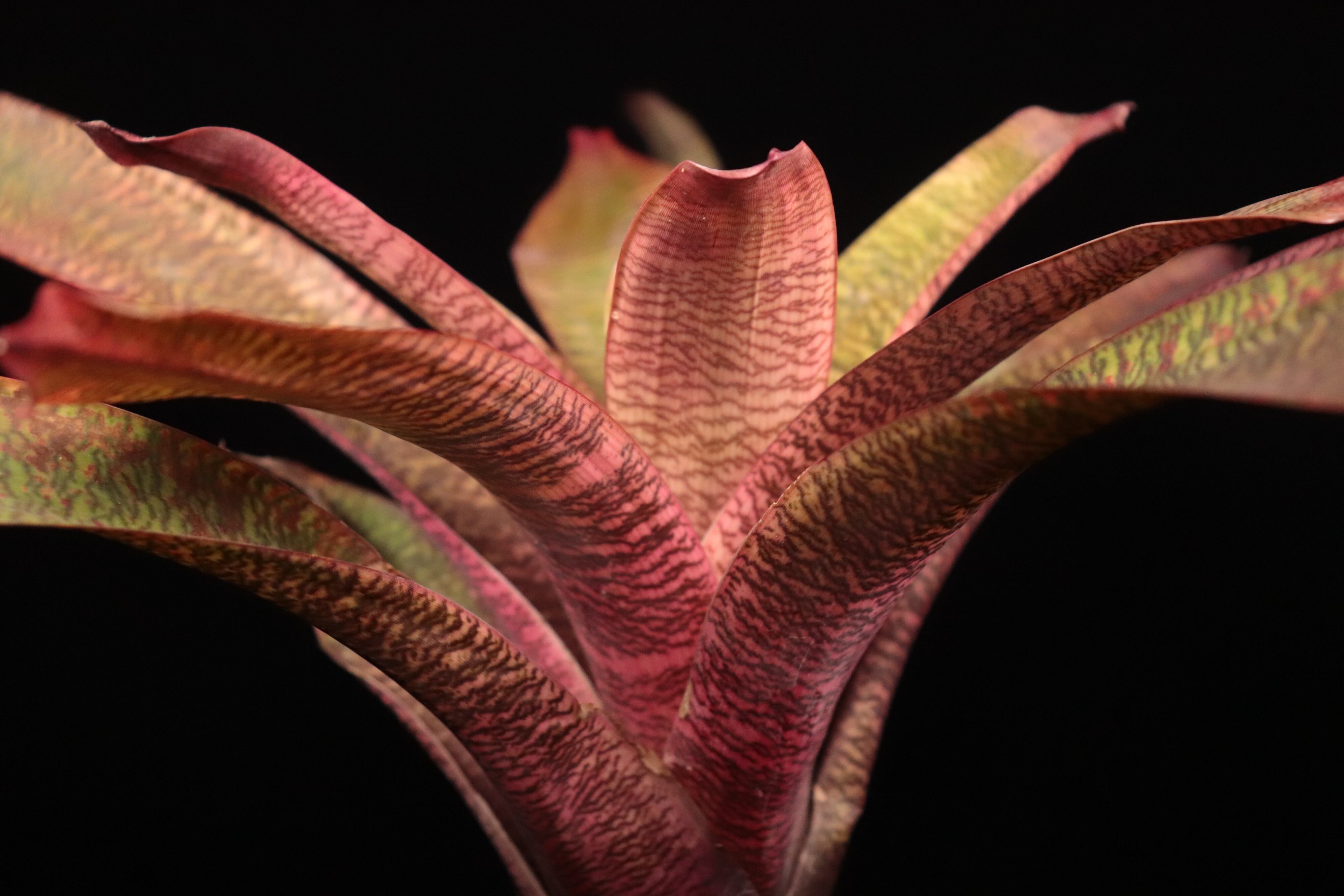 reserved】Vriesea 'Ice Snow Berries' x 'Living in Paradise' #2