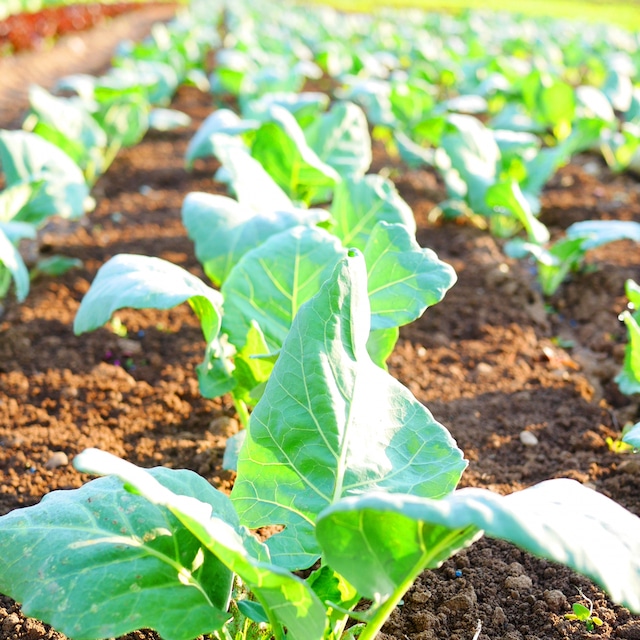 トモファームセレクト（２〜３品）