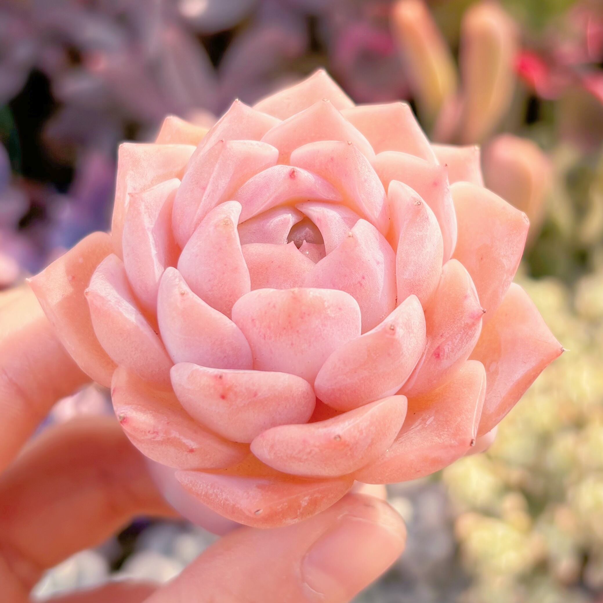 多肉植物 ピンクサクラ 新入荷 るる農園 | るる農園~多肉植物専門