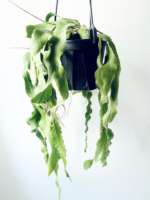 【残り一点】森のカーテン✳︎レピスミウム ホーレティアナム 希少 観葉植物 calm cafe