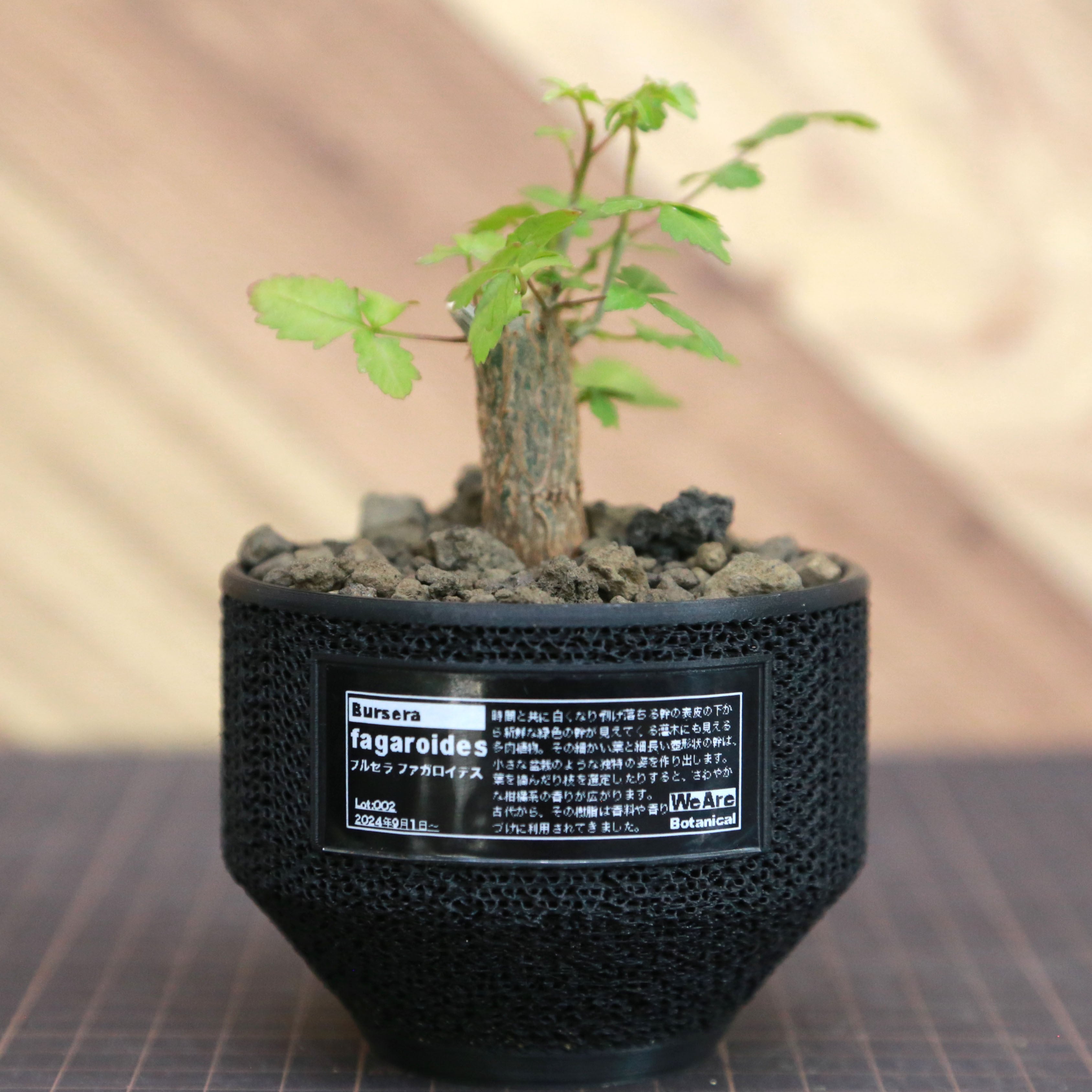 Bursera fagaroides ブルセラ ファガロイデス / 小株(3号鉢)/Lot.002