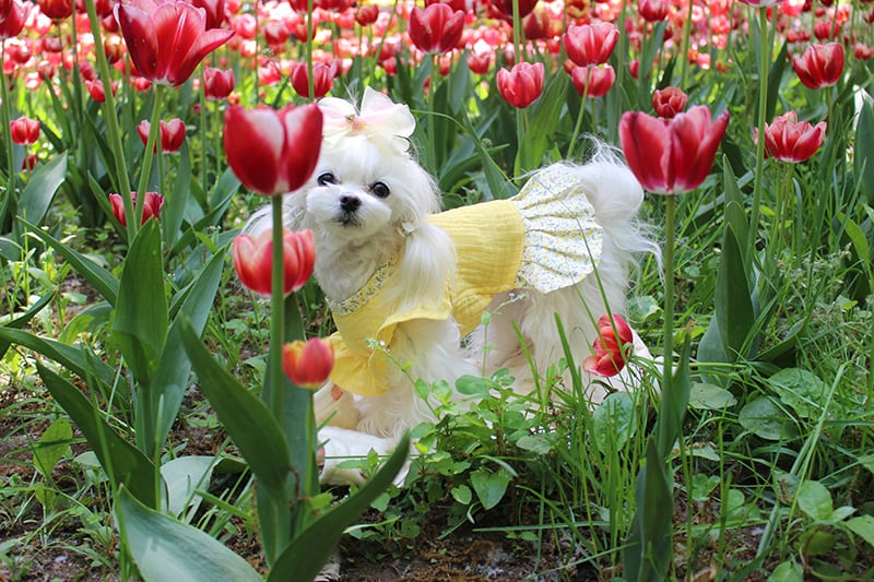 【SALE】花柄リボンワンピース帽子セット S ~ XL 3color / ハンドメイド 犬服 ドッグウェア 可愛い 犬の服 猫 春夏 ペット