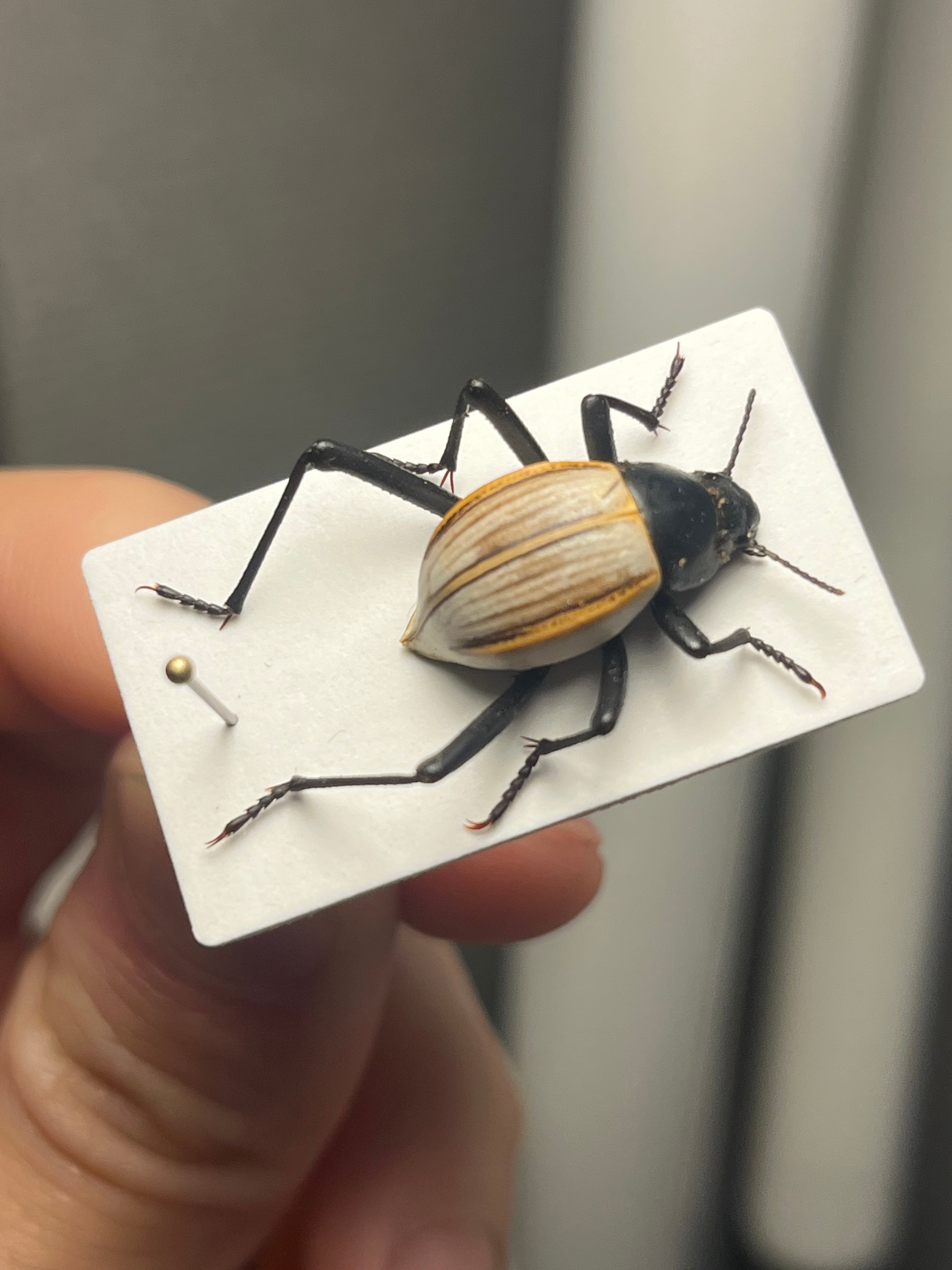 キリアツメゴミムシダマシ 標本 キリアツメゴミムシダマシ コブハムシ