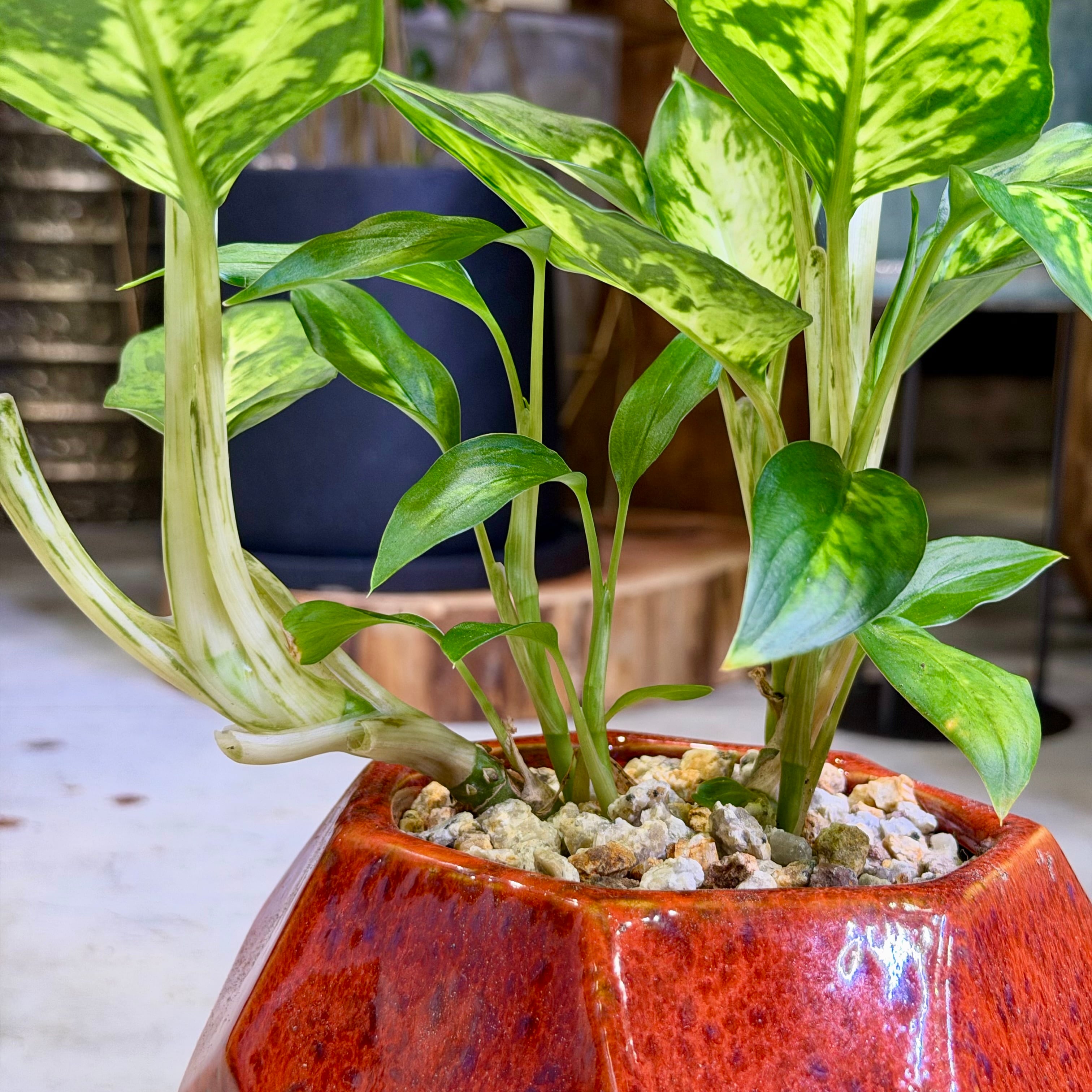 ディフェンバキア・サブライム | barrelplants_BONSAI