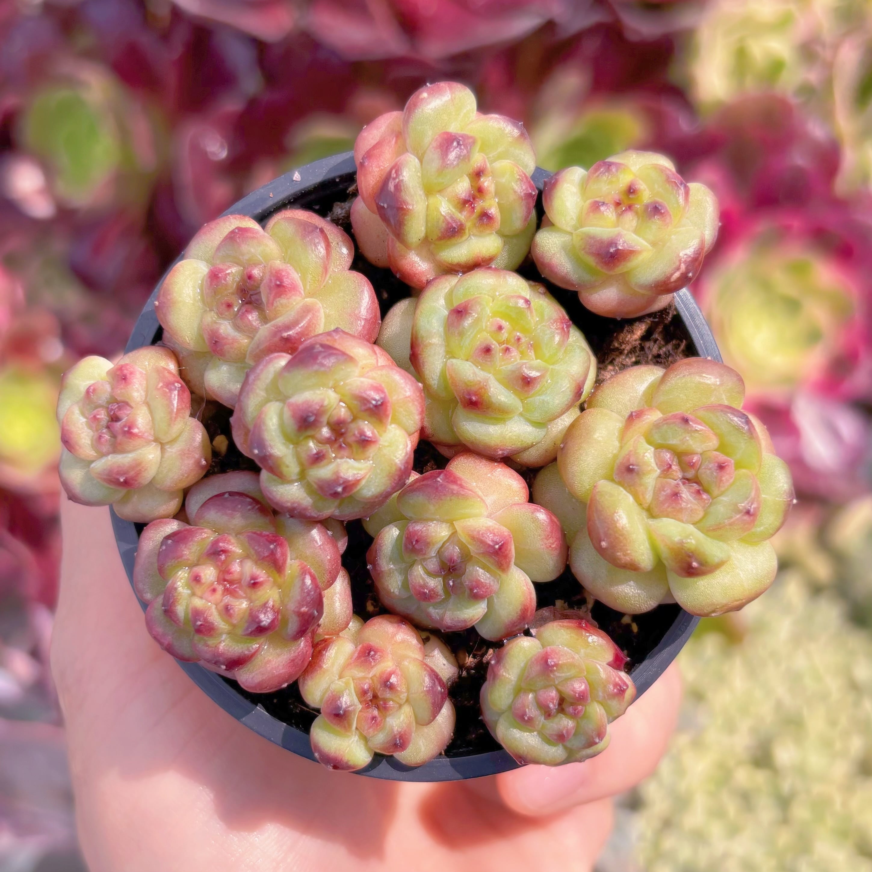 現品　ザクロゼリー#E07　るる農園