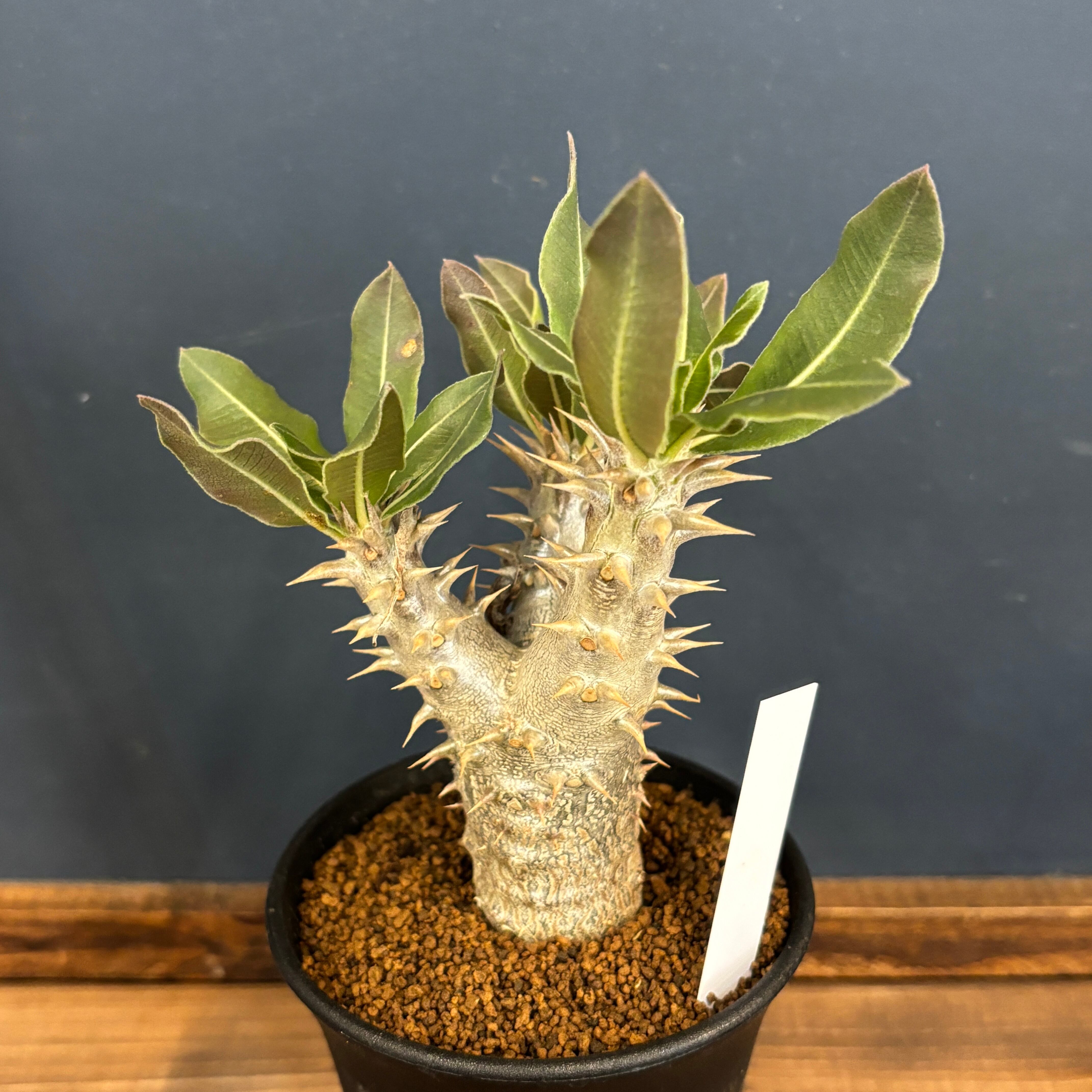 パキポディウムホロンベンセ パキポディウム ホロンベンセ – linkplants -リンクプランツ-