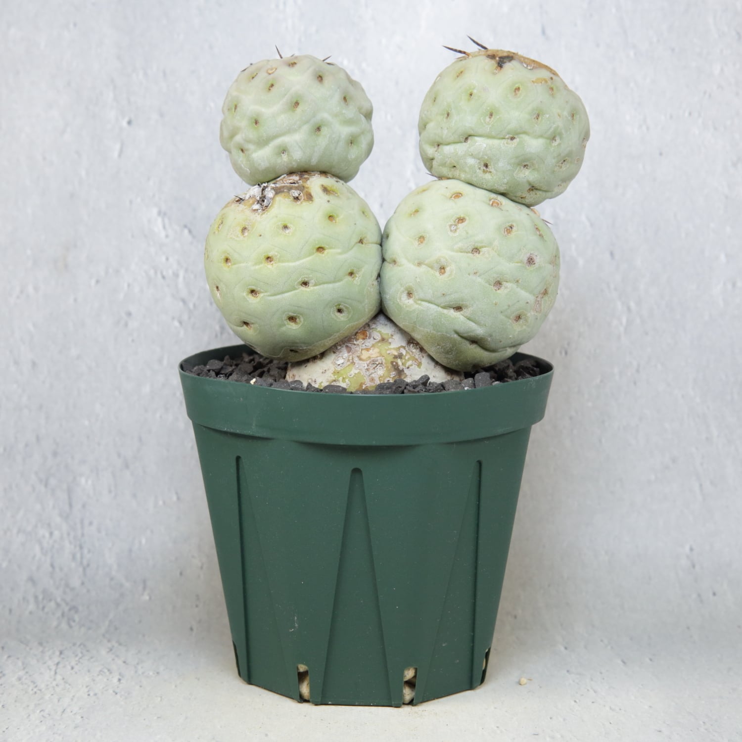 大球 5球 棘無し テフロカクタス ゲオメトリクス | LIGHTHOUSE.PLANTS