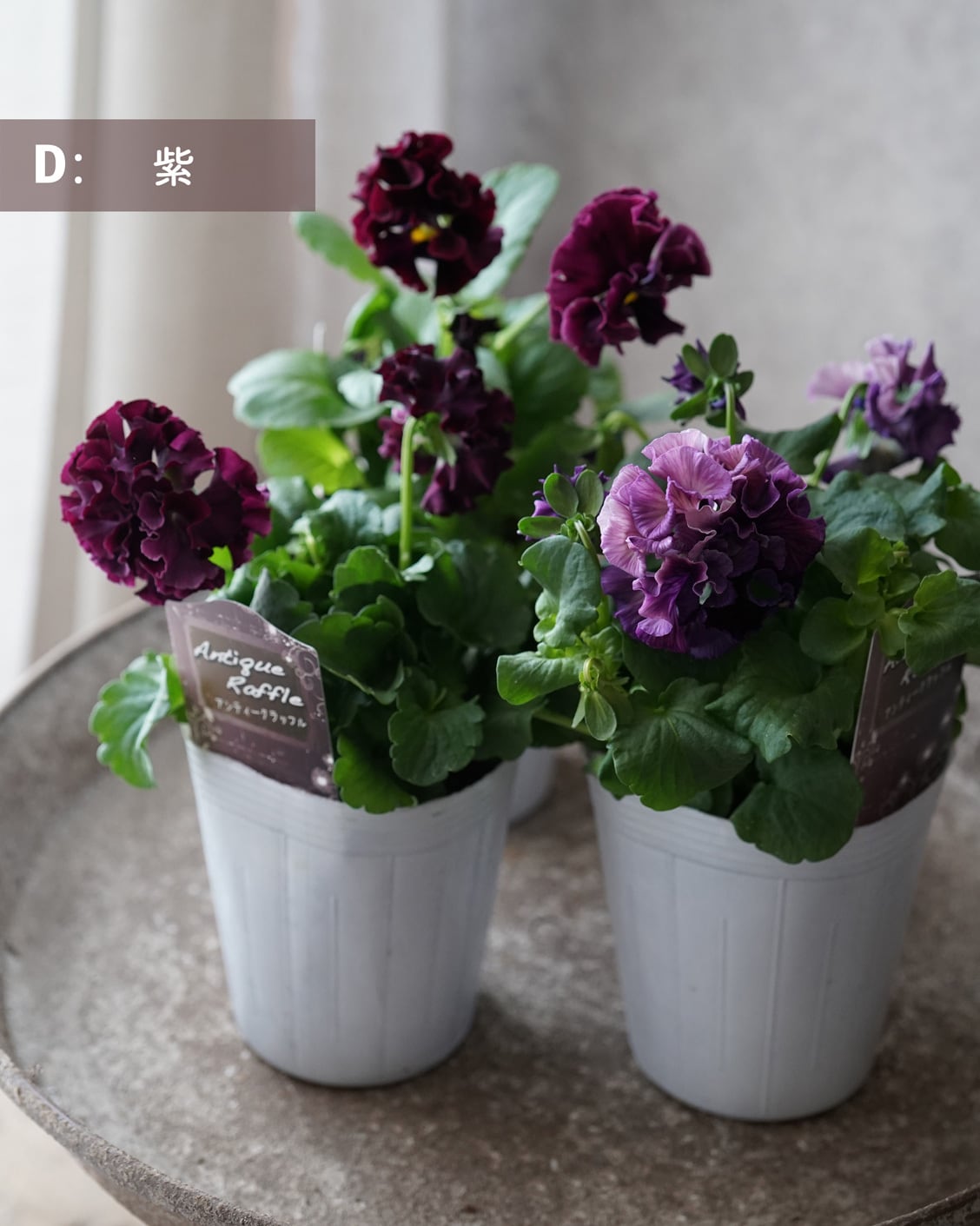 大輪フリルパンジー アンティークラッフル 3号 ☆色、選べます