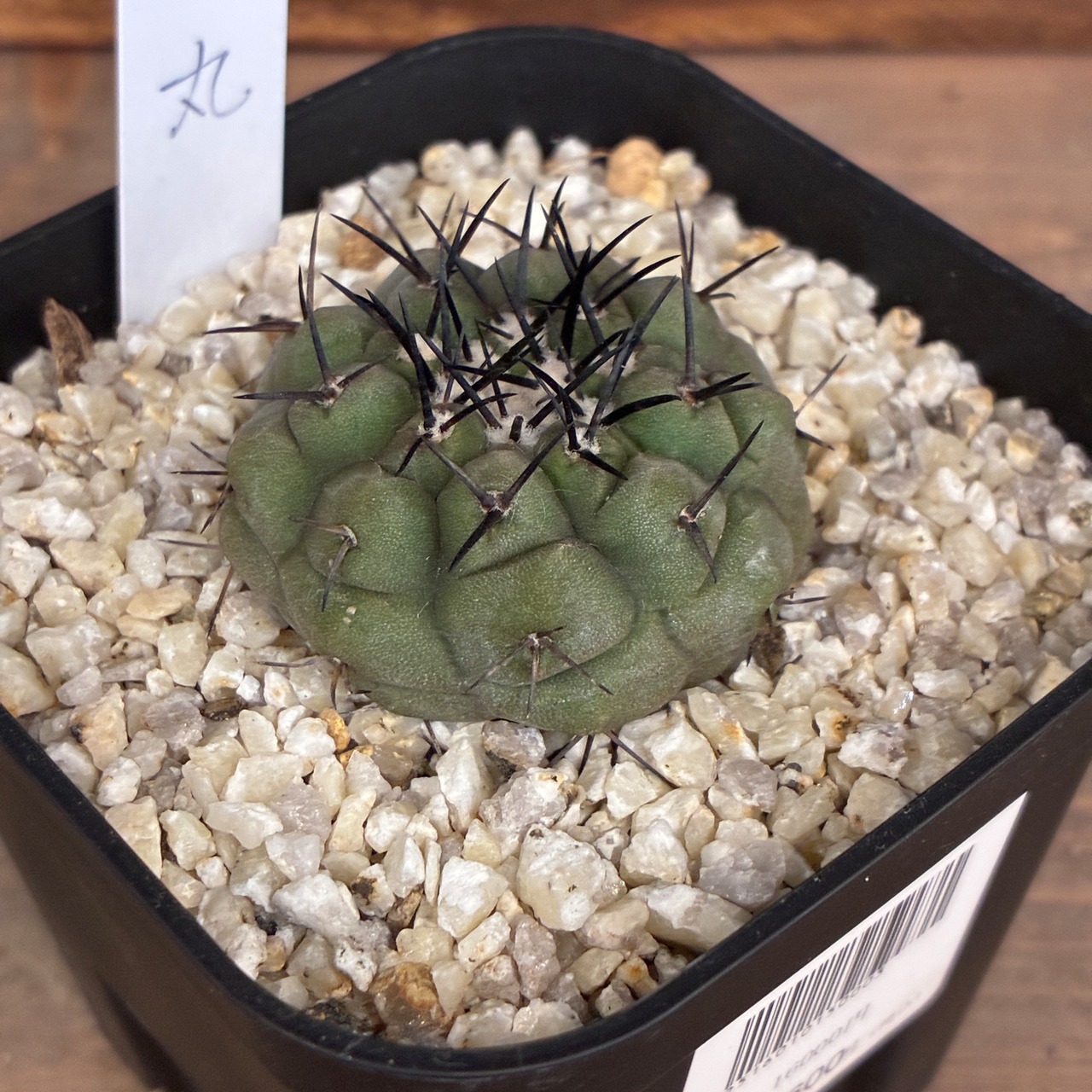 【クリアランス】【Copiapoa】サボテン　コピアポア　黒王丸実生【243】【再撮影】