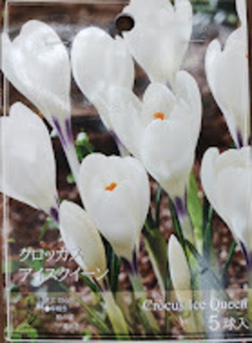 球根　クロッカス　『アイスクイーン』　５球　ガーデニング　園芸