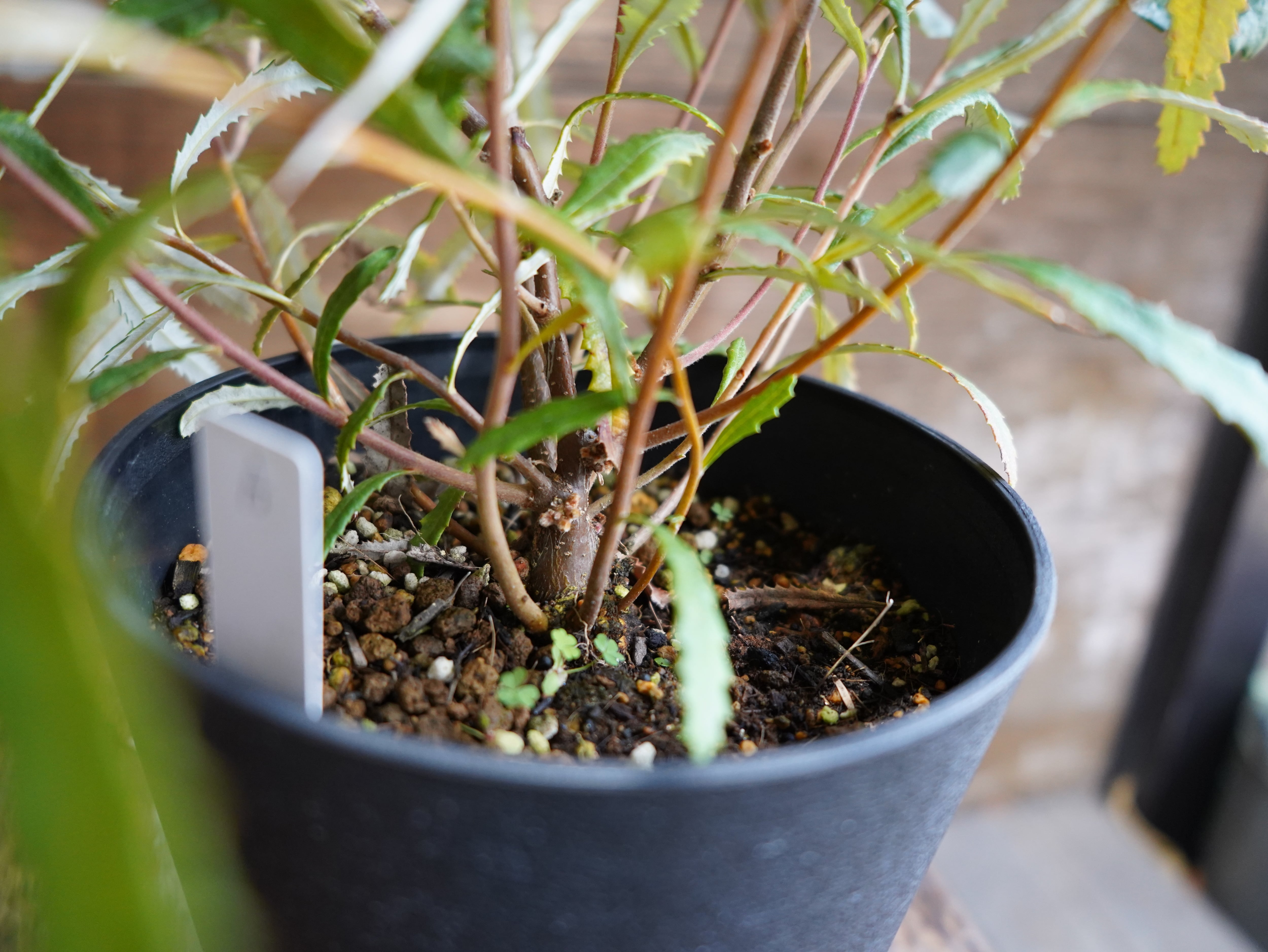 【現物】バンクシア　”オブロンギフォリア”　A