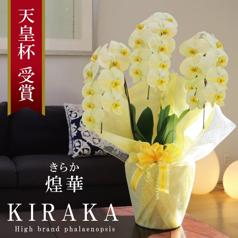 ≪在庫あり≫純国産 胡蝶蘭 中輪 3本立ち 40輪～ 希少 【煌華（きらか