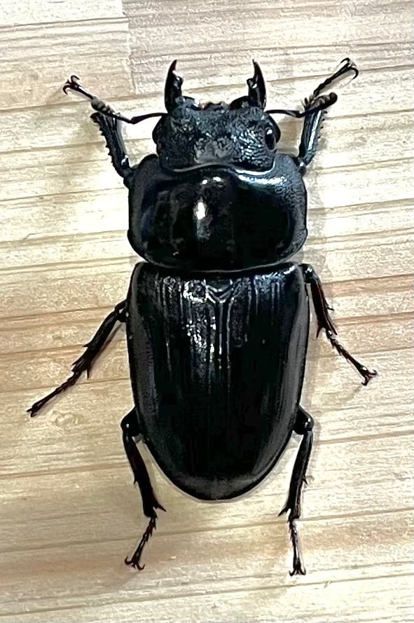 佐賀県神崎産♀単品 50.0〜50.9 | Amazing Dorcus