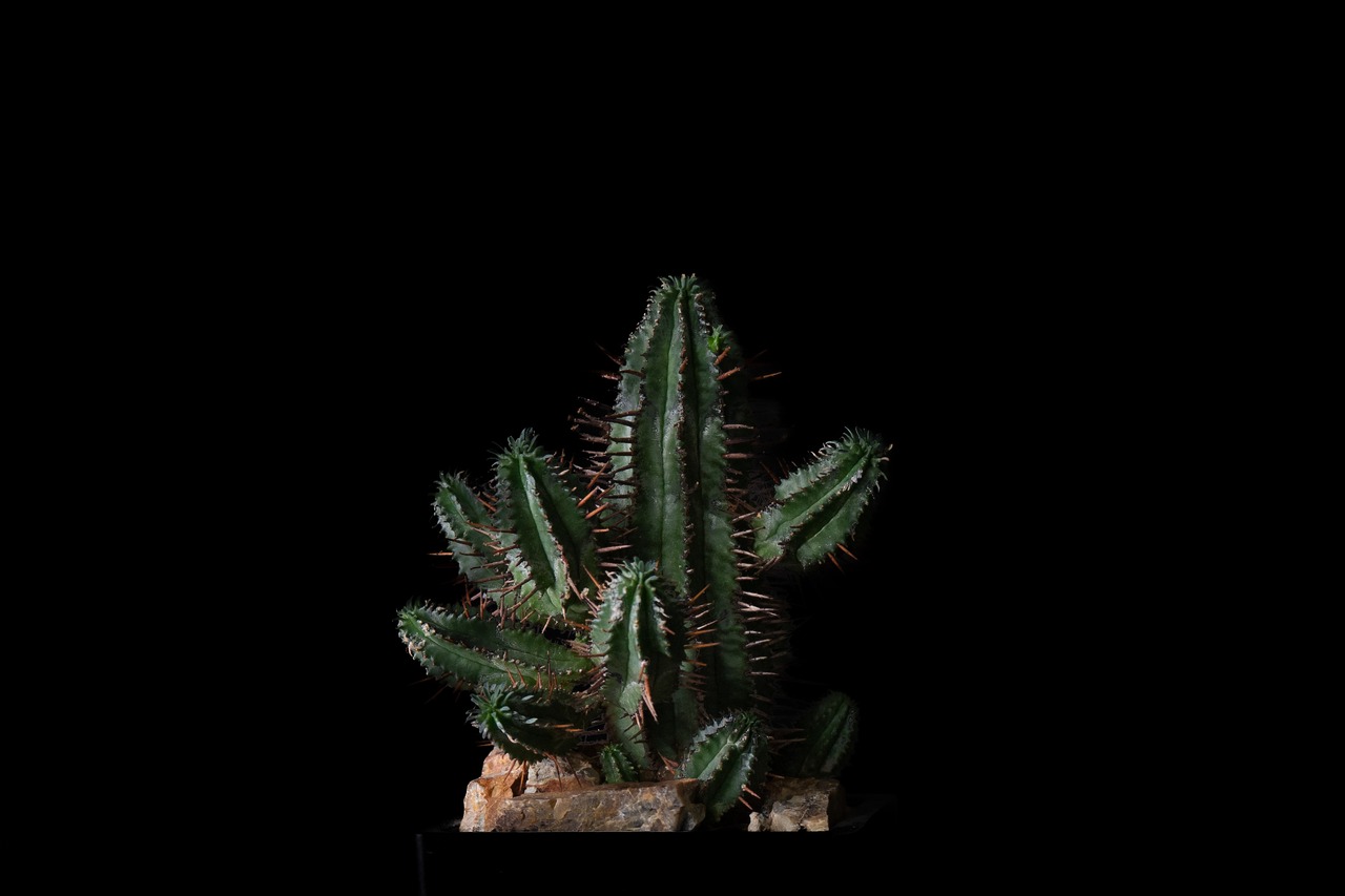 Habitat Style Euphorbia 'Kousai Horrida'