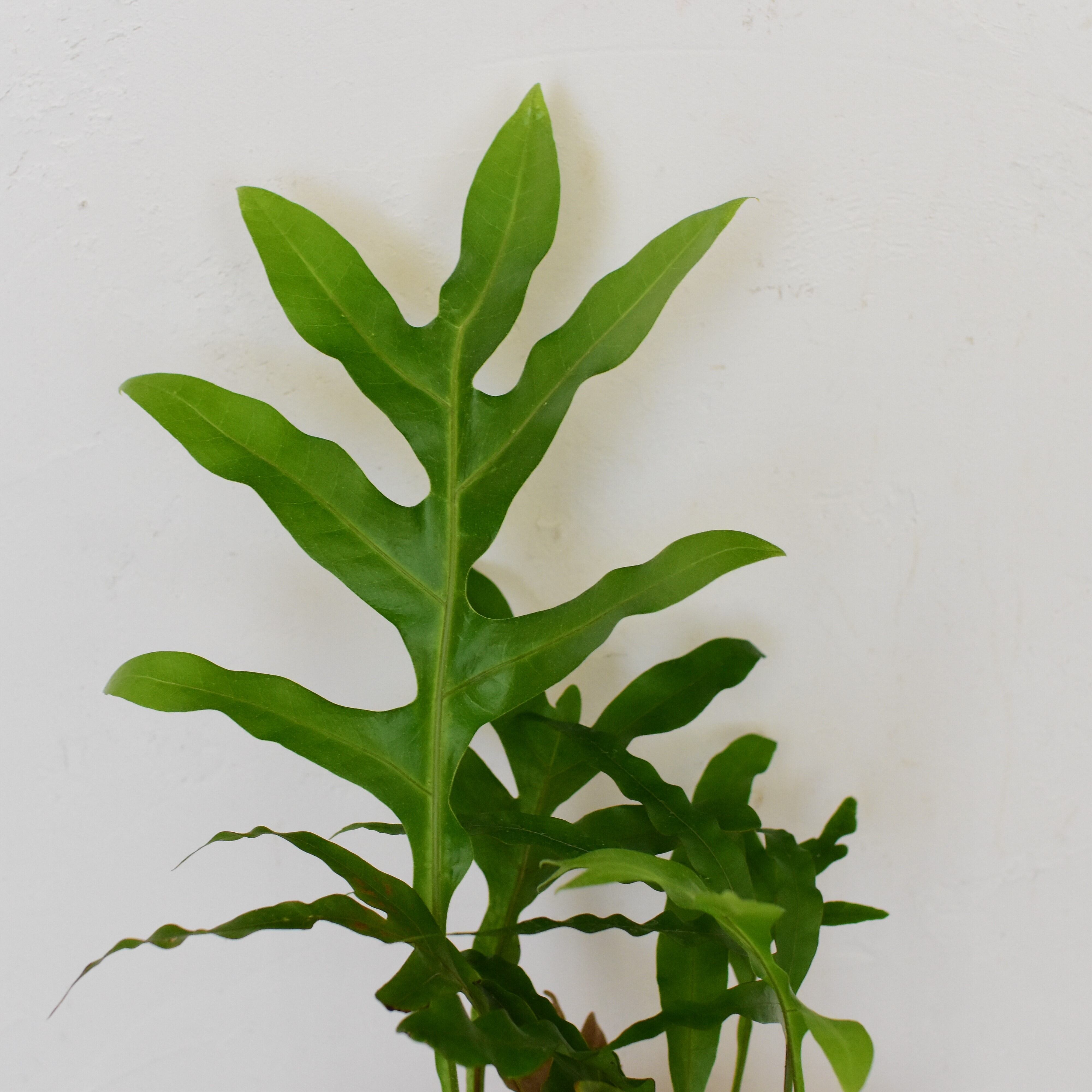 ドリナリア・クエルシフォリア 鉢植え | 宙花sorahana