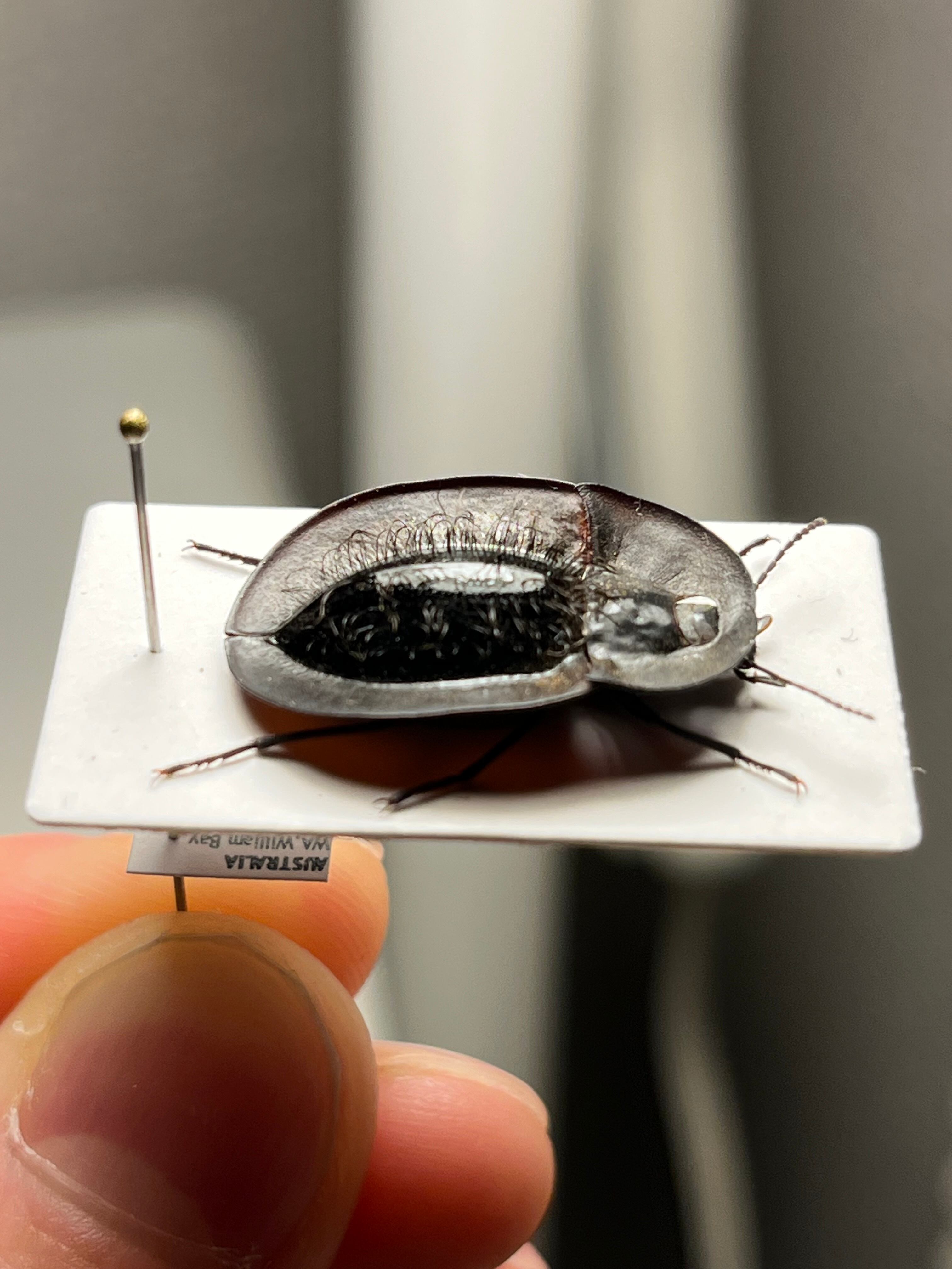 【属内最高峰】パイザラゴミムシ 巨大 昆虫標本 標本 甲虫 オサムシ ハンミョウ 属内最高峰】パイザラゴミムシ 巨大 昆虫標本 標本 甲虫 オサムシ