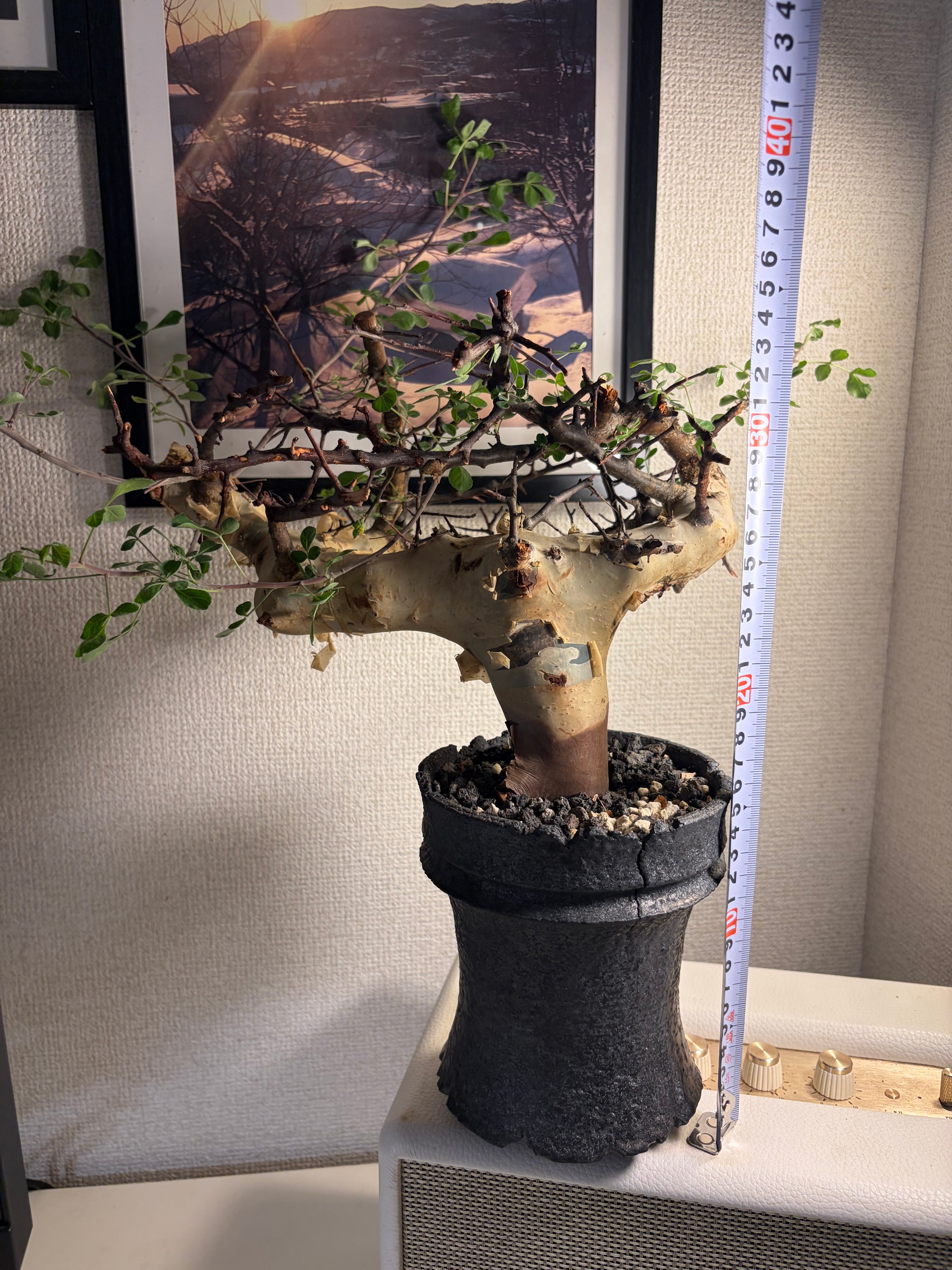 コミフォラ カタフ ピュアソマリア アデニア ムランジーナ クラビゲラエイル コミフォラ カタフ ピュアソマリア Commiphora アデニア アクレアータ
