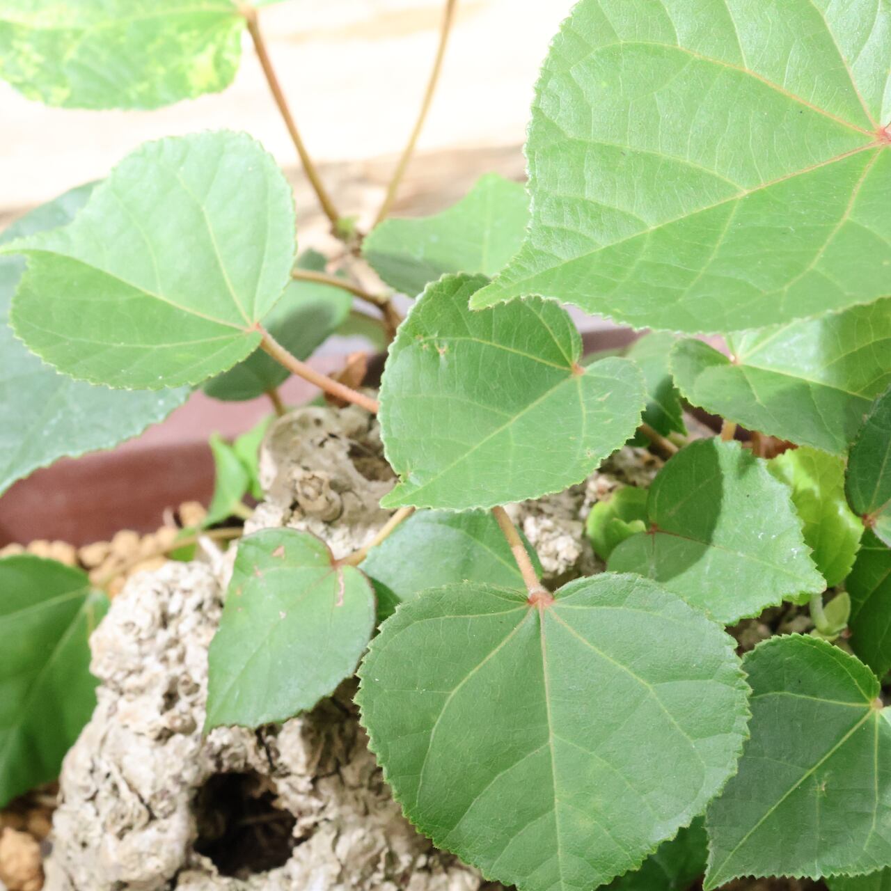 375 南国の風を宿す『琉球盆栽 オオハマボウ』観葉植物 【送料無料