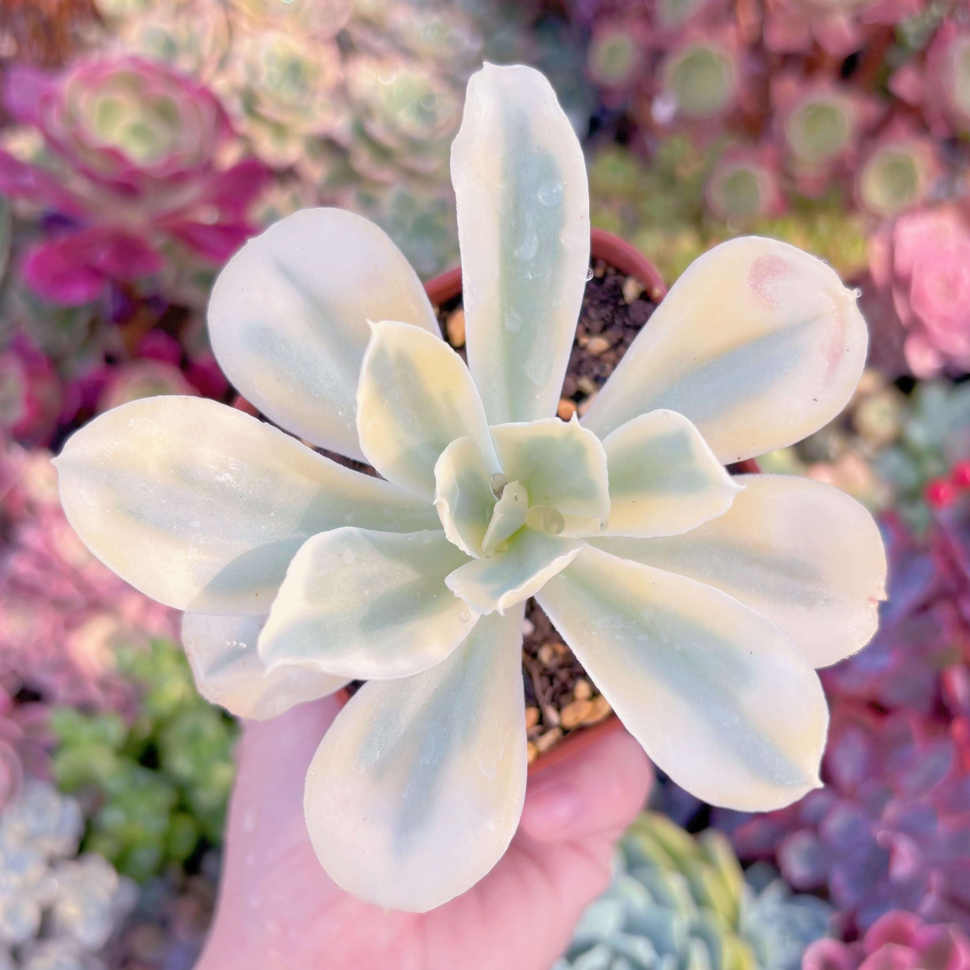 現品　moon river#F211　古株　るる農園