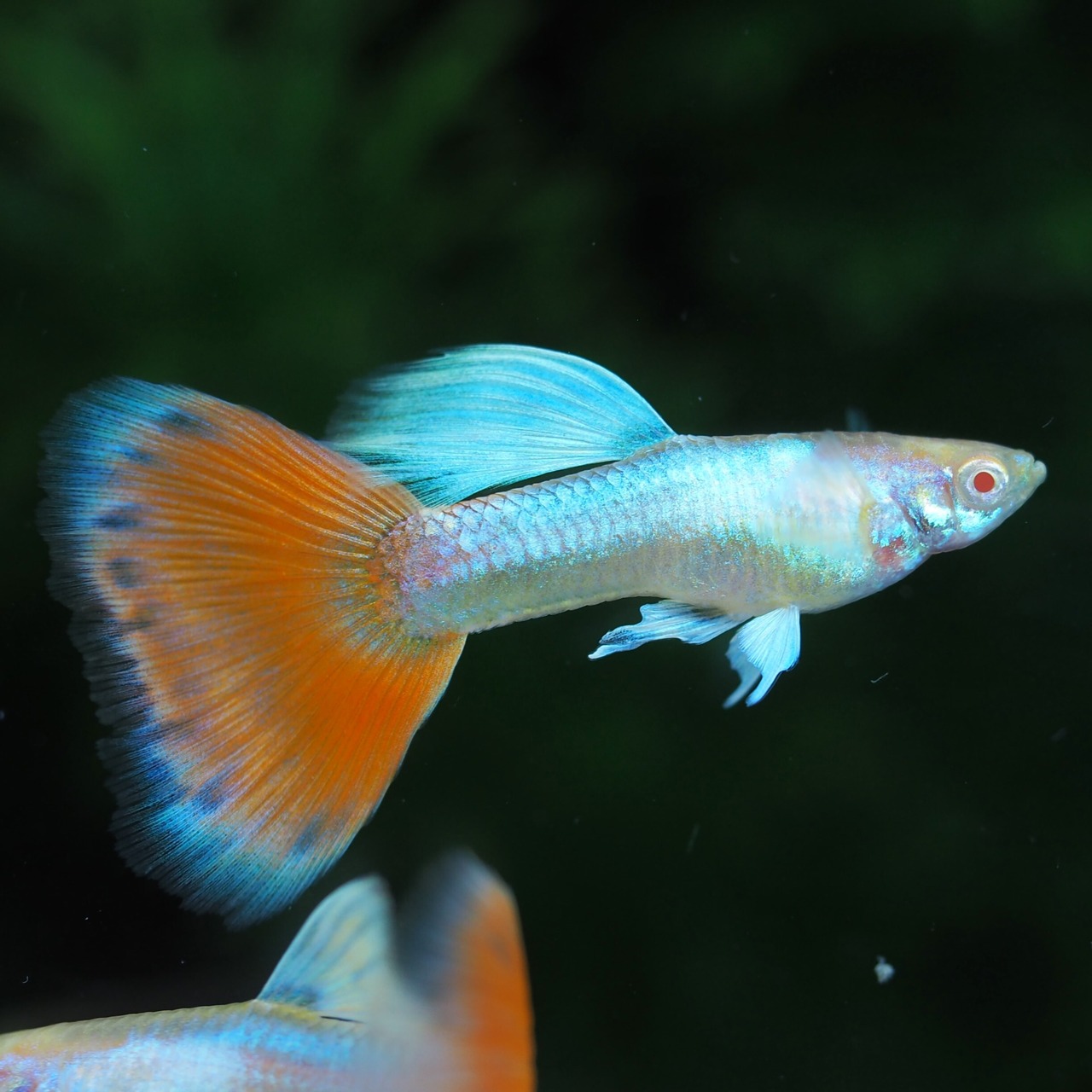 【セール】RREAラズリーレッドテールタキシード 若魚2ペア＋おまけオス1匹