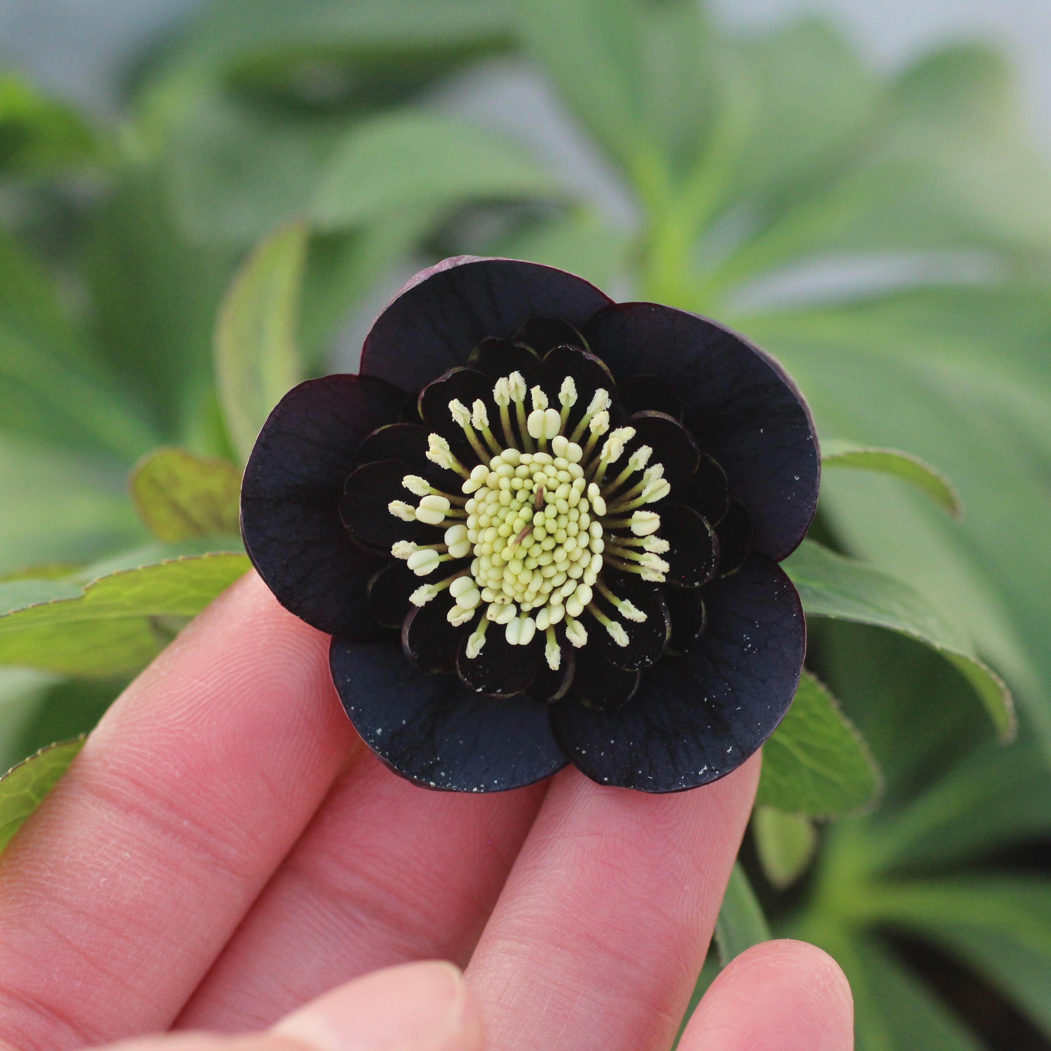 WS26-092 クリスマスローズ ウィンターシンフォニー 小輪系ブラック