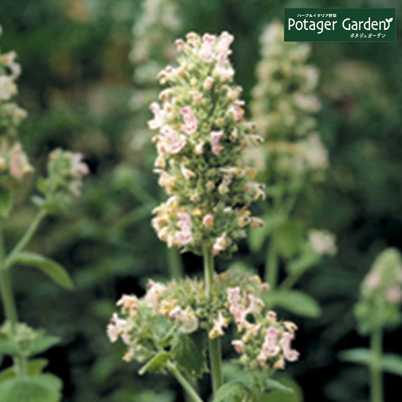 ハーブ 苗 キャットニップ | ハーブ苗のポタジェガーデン 本店