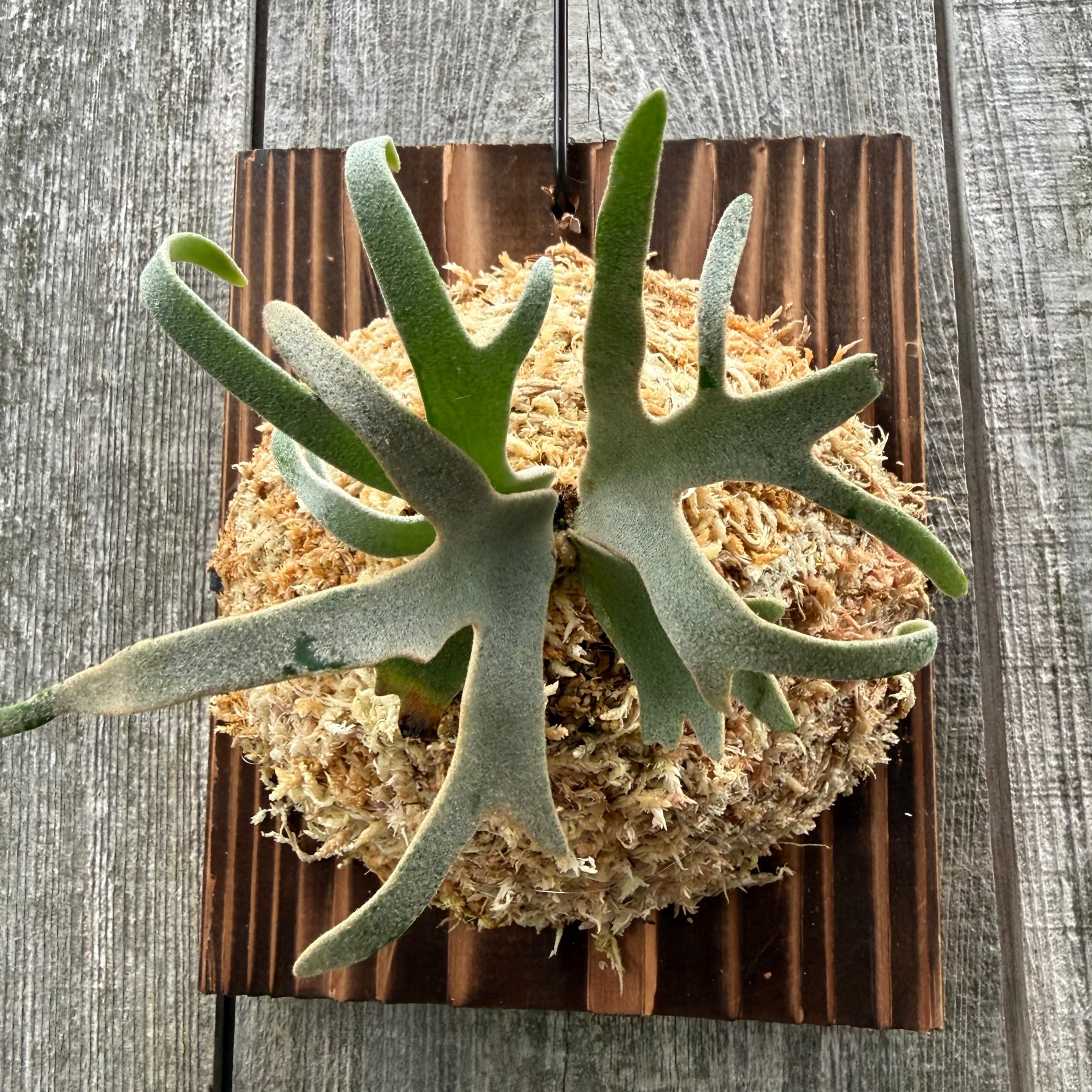 P.willinckii Totoro sporeling | naturefix