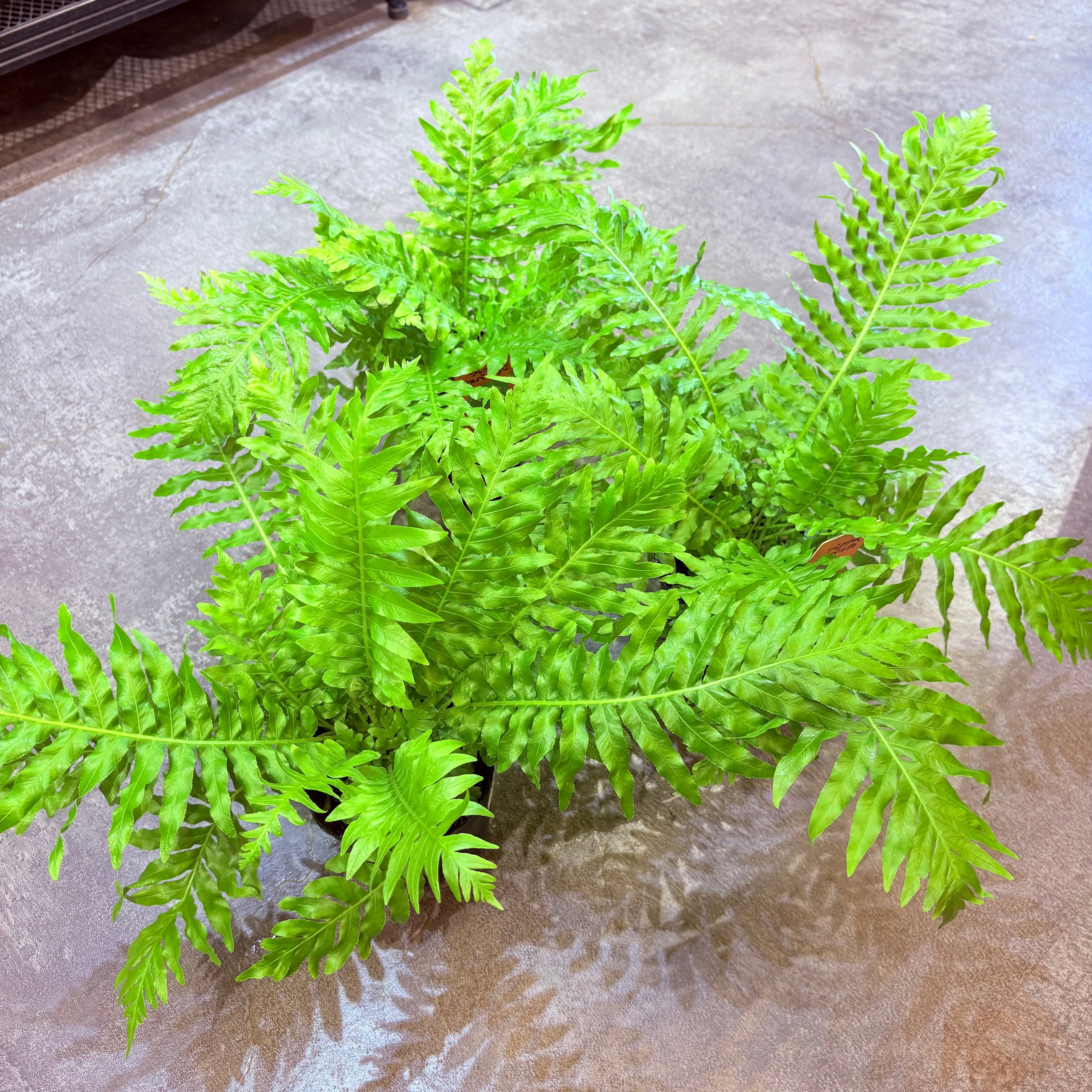 フィロデンドロン グロリオーサム 4号 | Green Vibes 宇都宮市の観葉