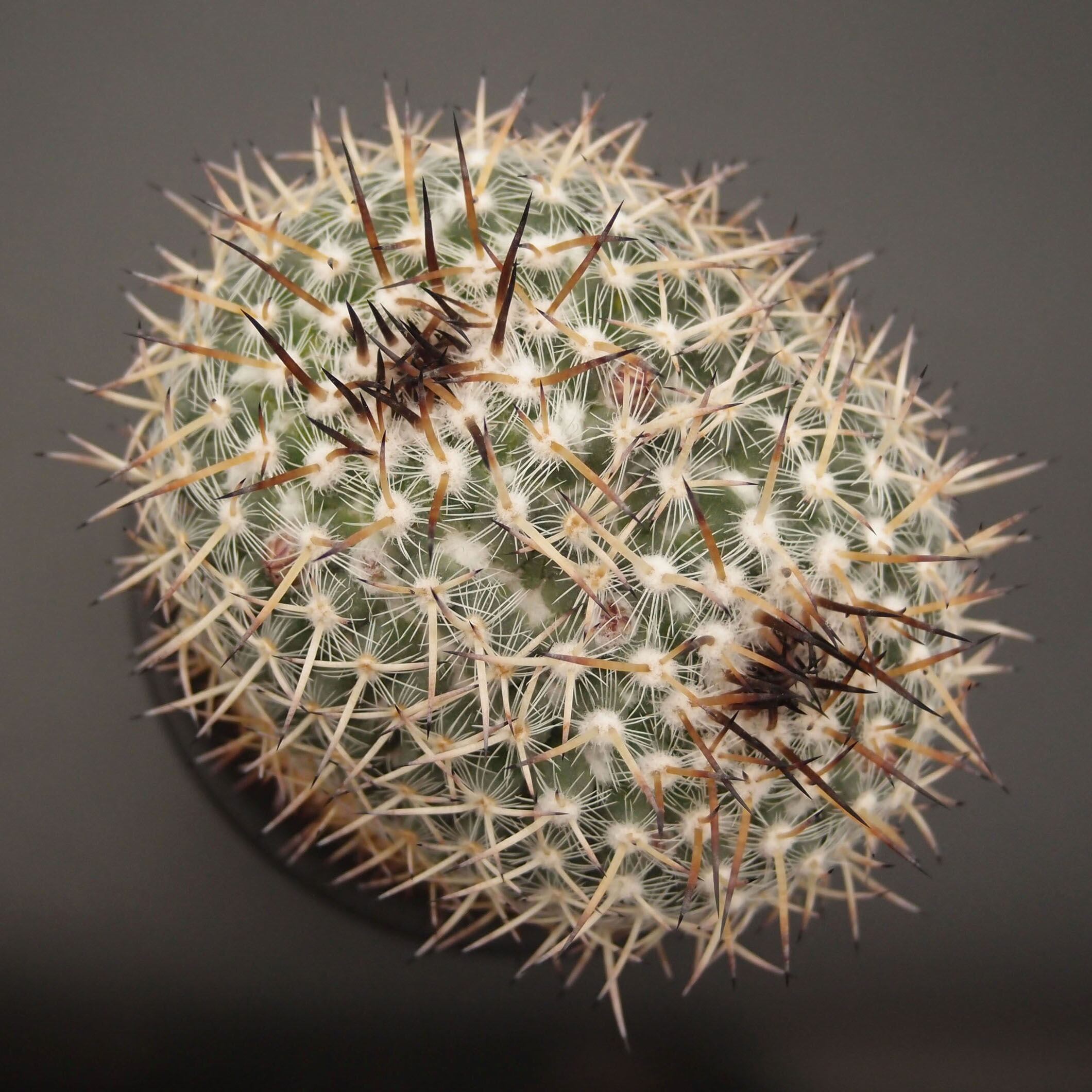 マミラリア　実生　個体名不明 マミラリア 姫春星 群生株 実生 Mammillaria humboldtii var.cae