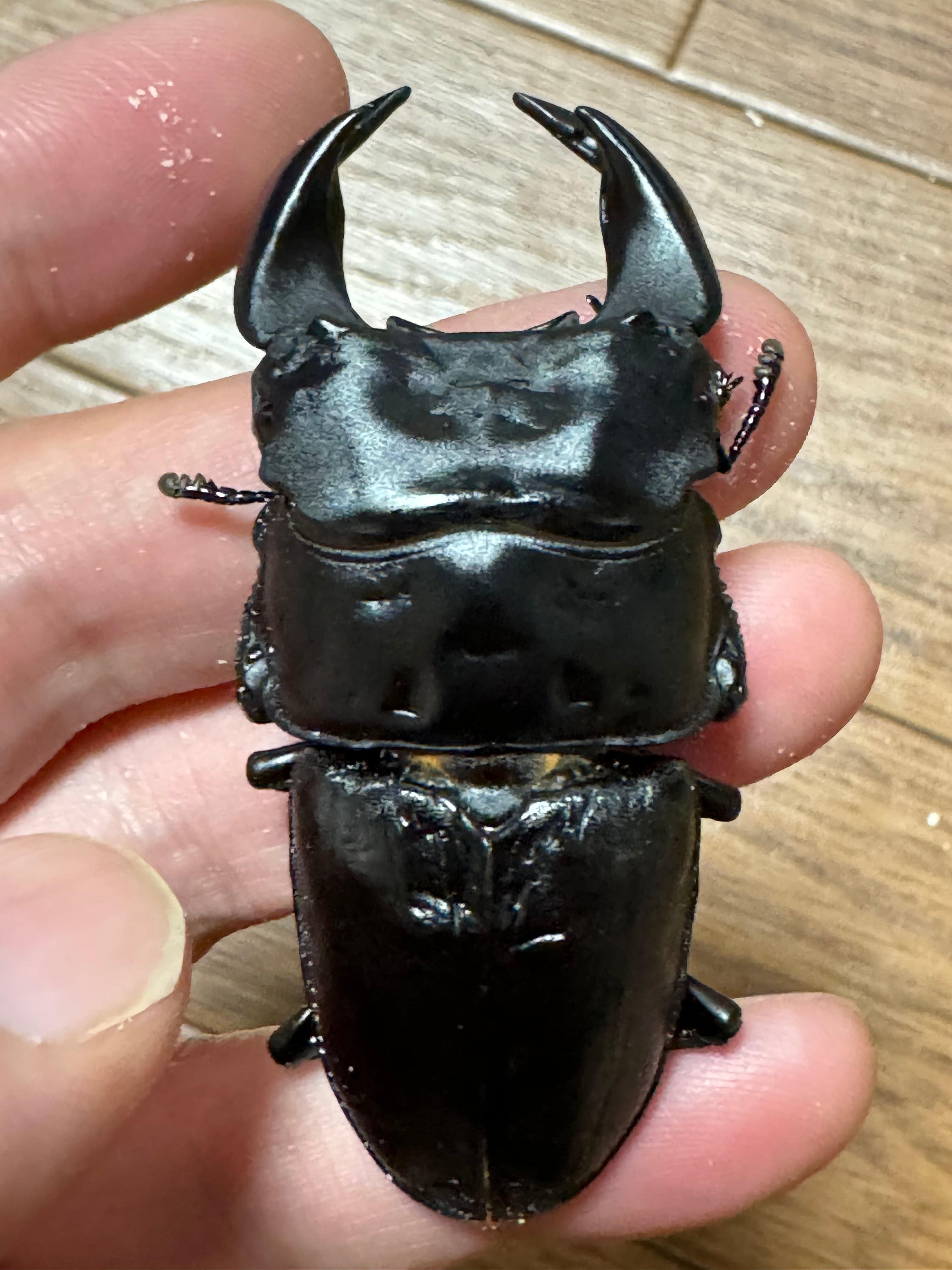 極太血統 ゴードンR阿古谷 オオクワガタ 新成虫 ♂78mm 逆八入り