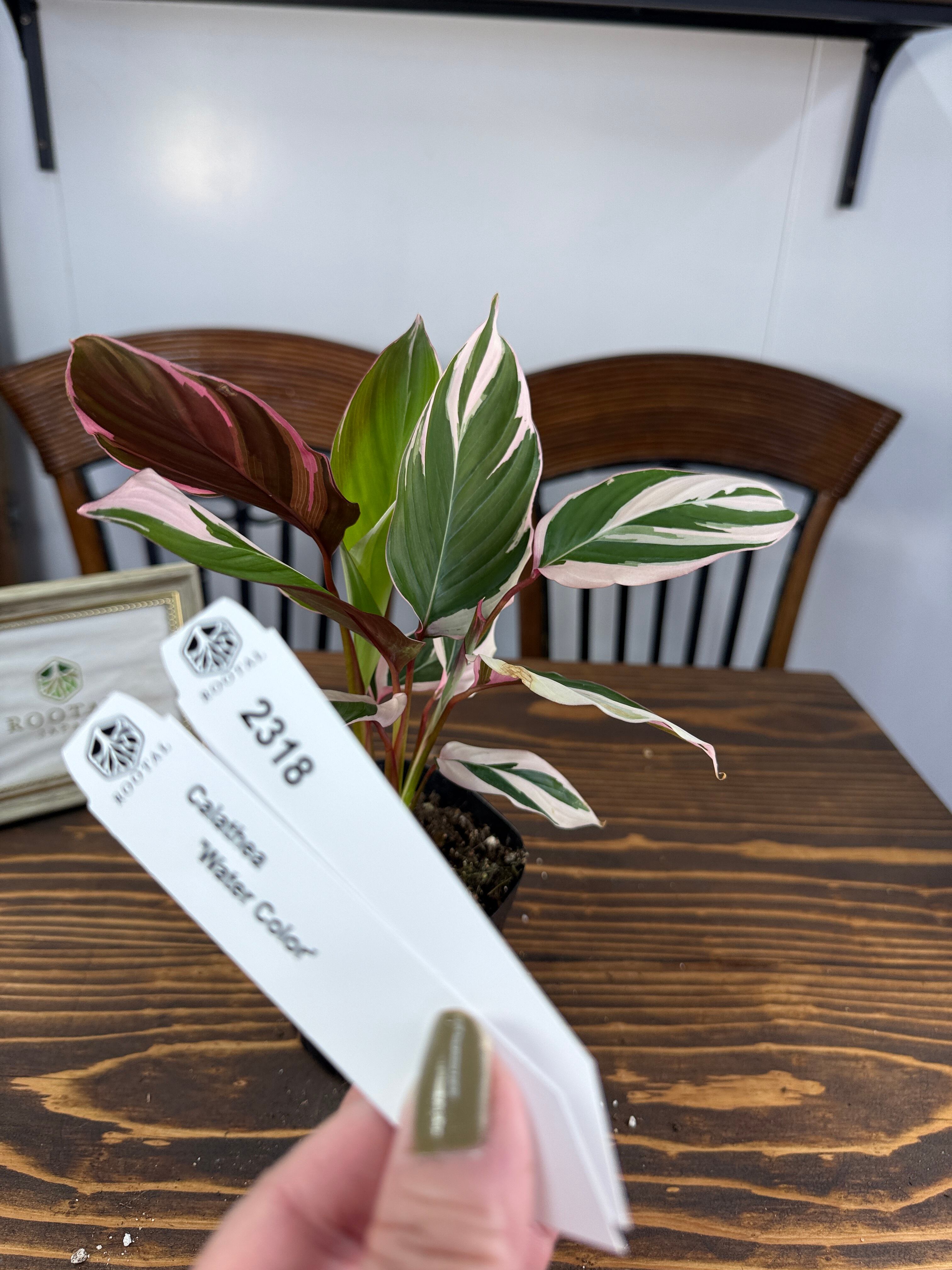 店舗取り置き カラテア　ウォーターカラー　② カラテア | ROOTALPLANTS
