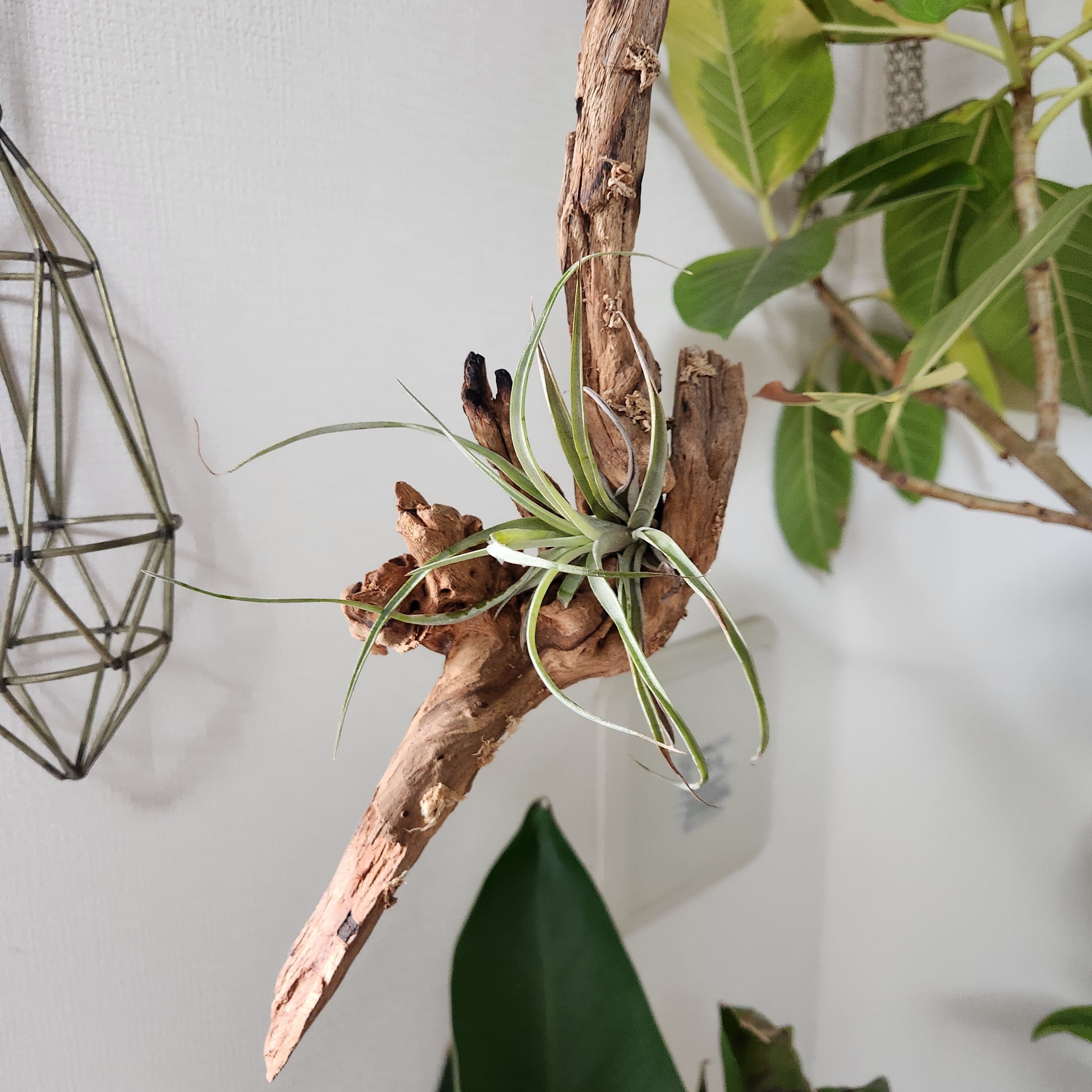 ティランジア ドゥラティ② 観葉植物 | 陽華園