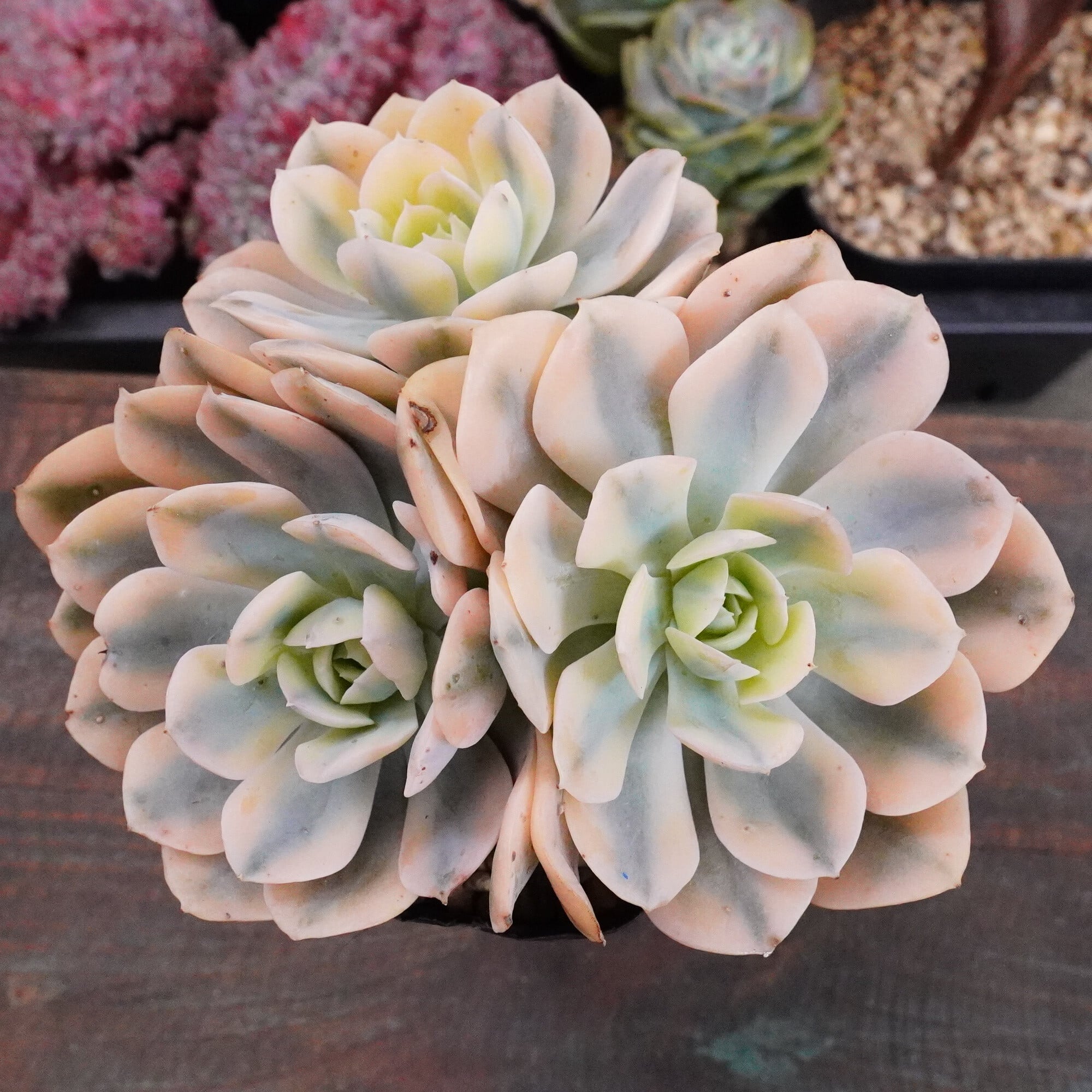 多肉植物 アエオニウム 孔雀白錦 美苗 #孔3 | Pay ID