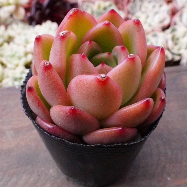 【Philon 2】綺麗な光沢感　紅葉　人気