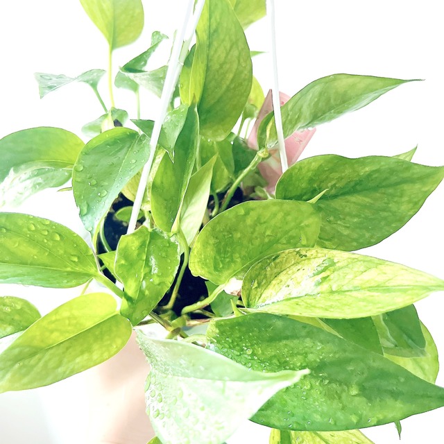 季節斑が美しい ポトス テルノアマゾン ハンギング 観葉植物 calm cafe