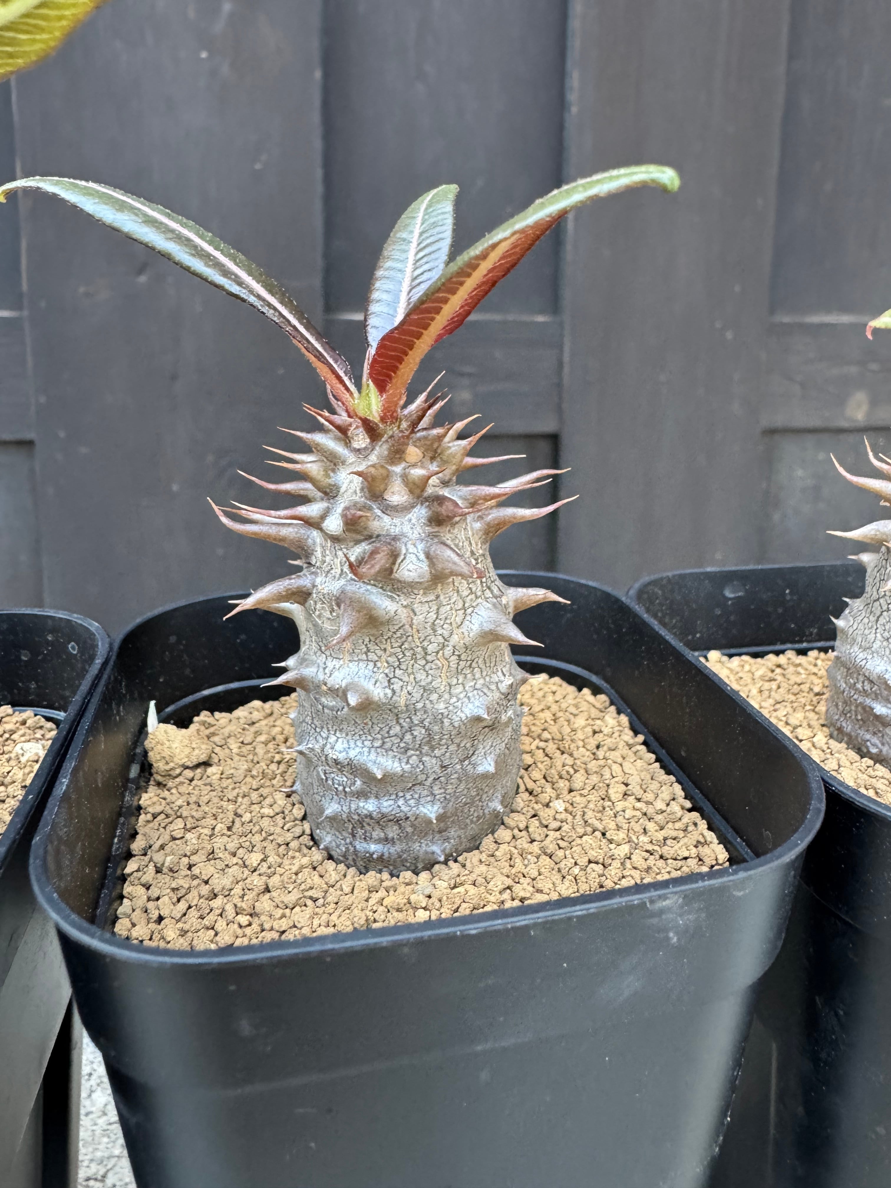 【現品】パキポディウム・バロニー　7号　Ｍ4番 新着】Pachypodium baronii【国内実生】パキポディウム バロニー | 青