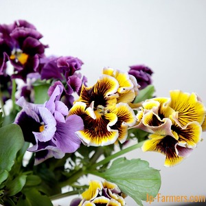 ワンランク上のパンジー　みやび花園のパンジー　ドラゴン（フリル咲）　10本