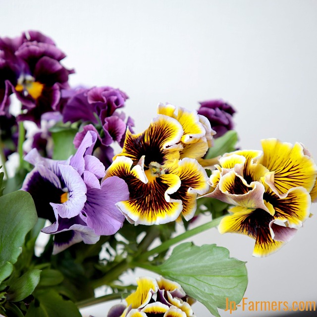 ワンランク上のパンジー　みやび花園のパンジー　ドラゴン（フリル咲）　10本