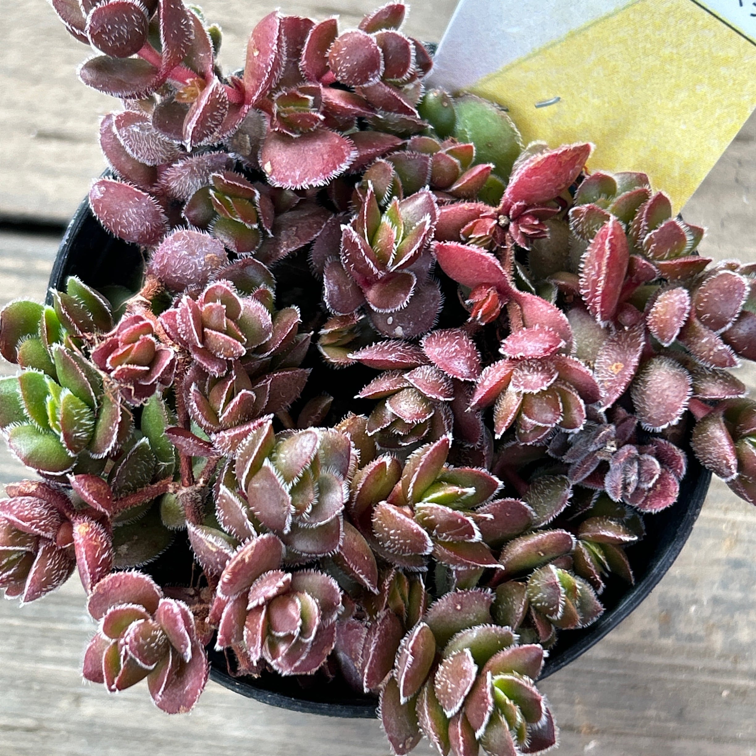 多肉植物 ディビット ① 【公式通販】