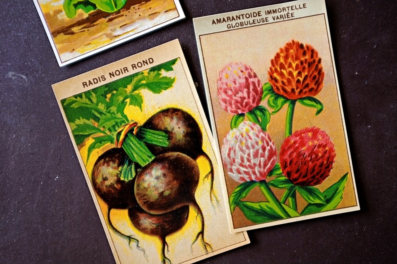 20s フランス 4set 膨満な花々と野菜たち 種子袋用ラベルf アンティーク