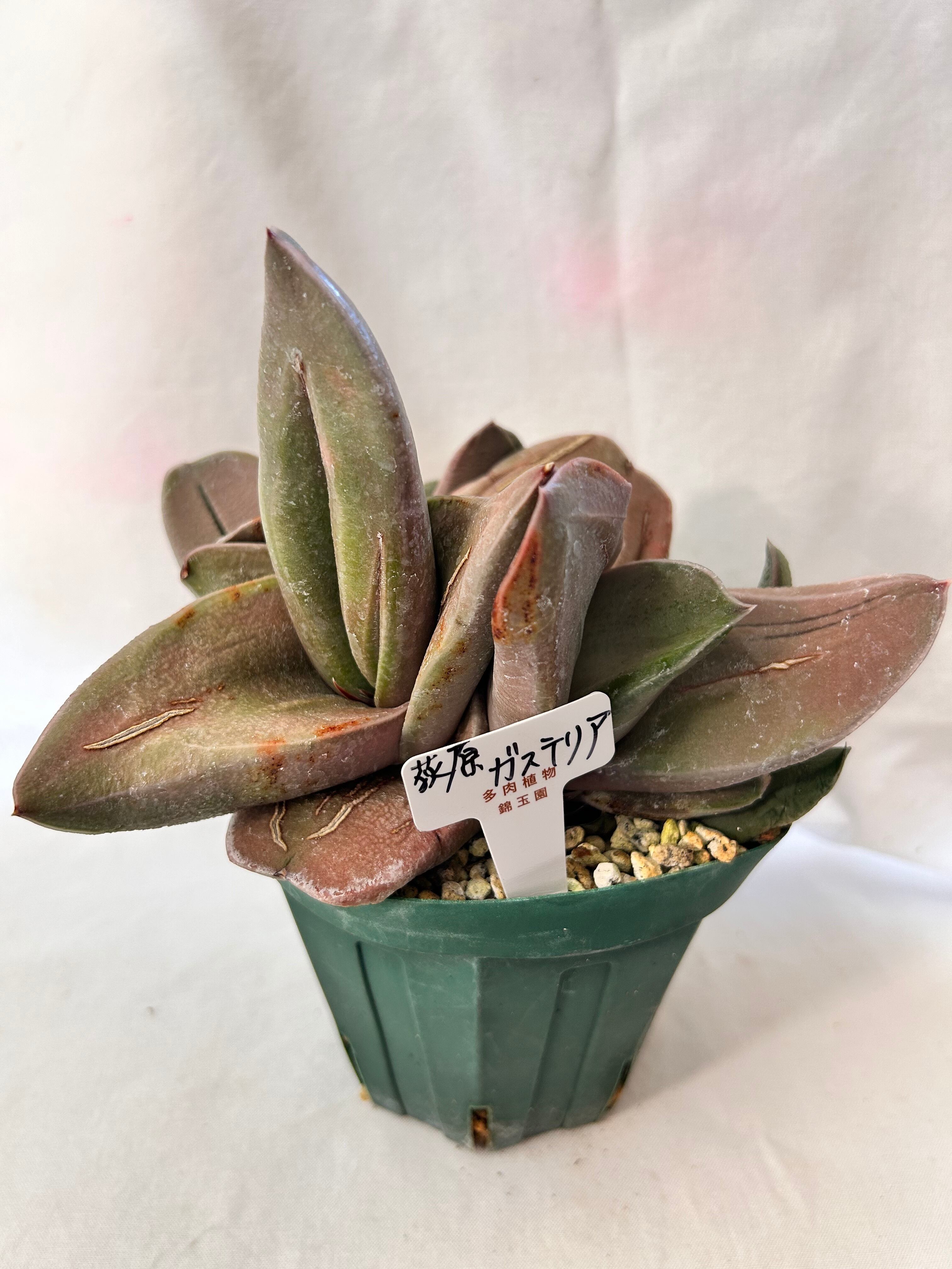 多肉植物 | GREEN JAM foliageplant