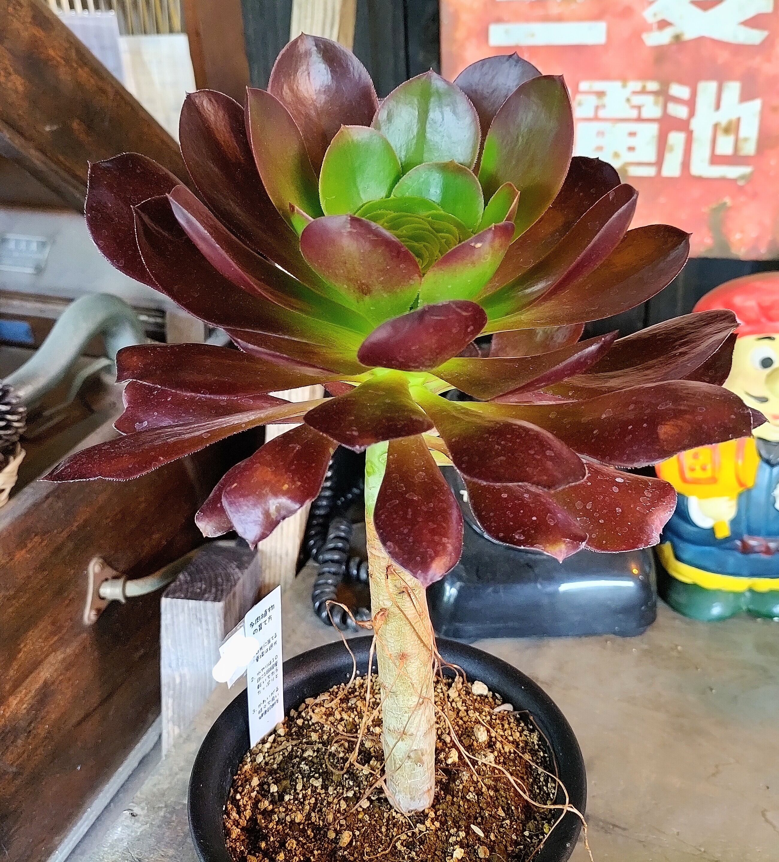 B散り斑黒法師(アエオニウム) | RuPo 多肉植物専門店