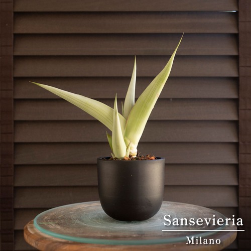 子株付き サンセベリア ミラノ Sansevieria Milano 3号鉢 観葉植物 サンスベリア 0830BK