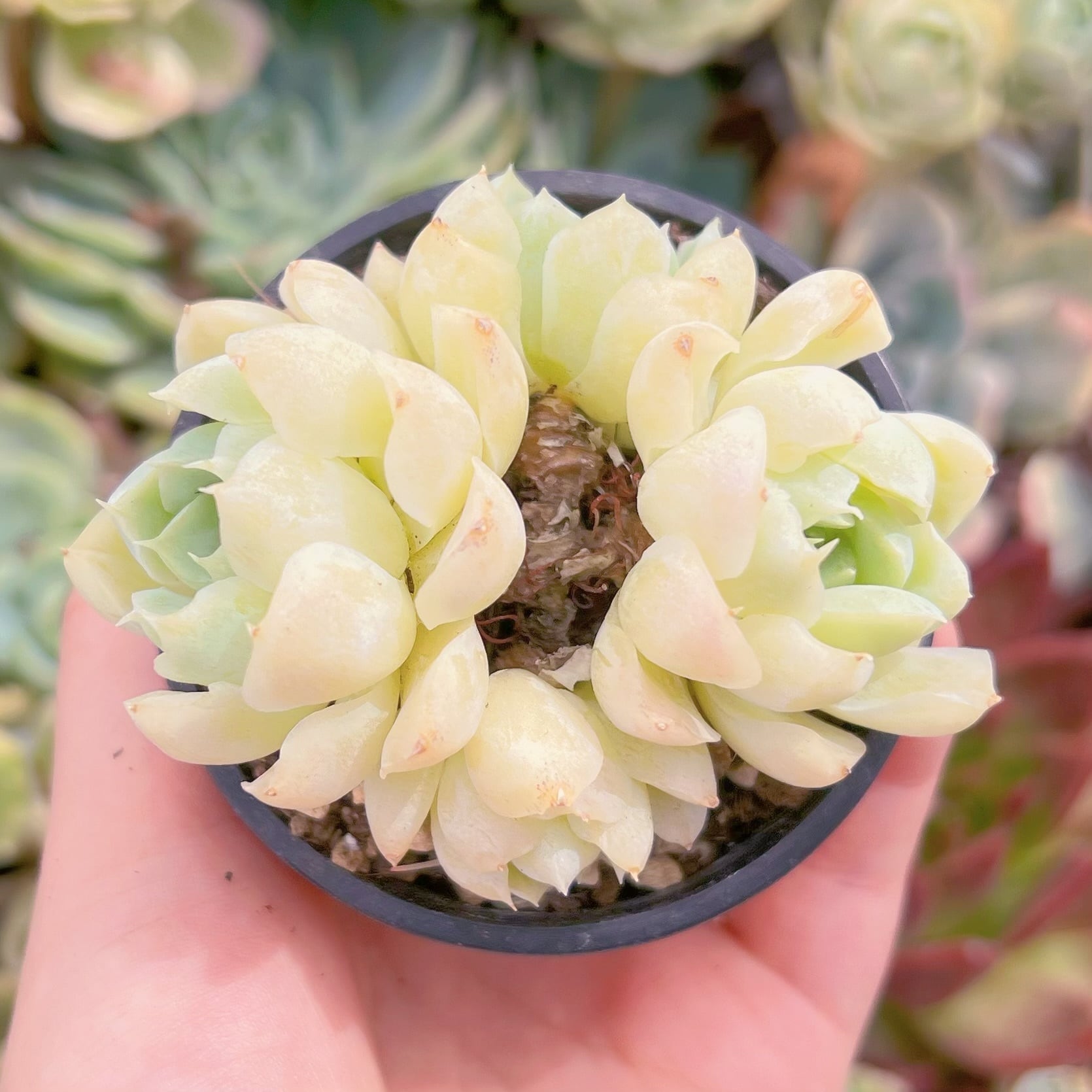 現品　ヒューミリス#507　群生　るる農園