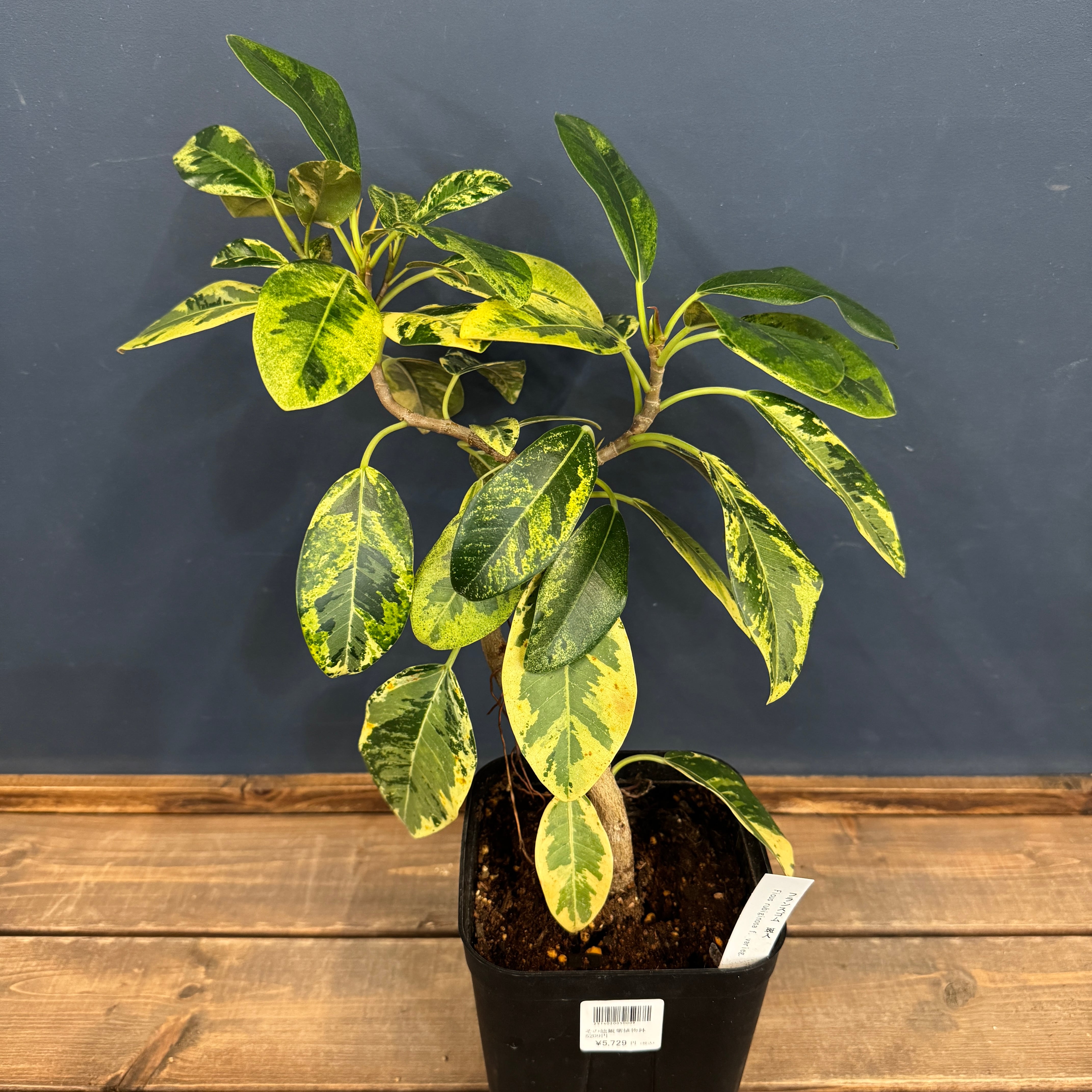 レアプランツ | PROTOLEAF プロトリーフ