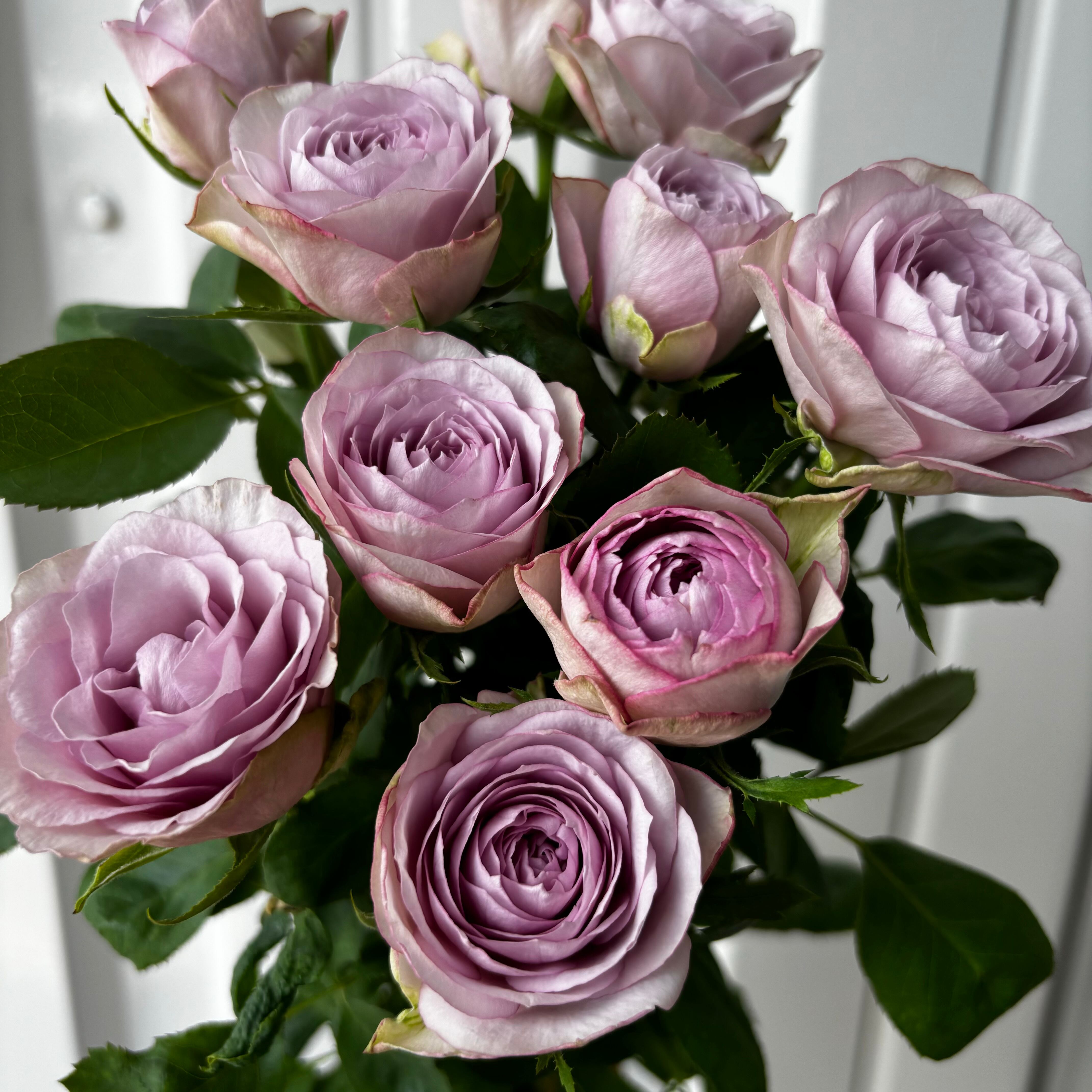 紫薔薇さん専門ページ 41a0e8465050e048b6797978434551