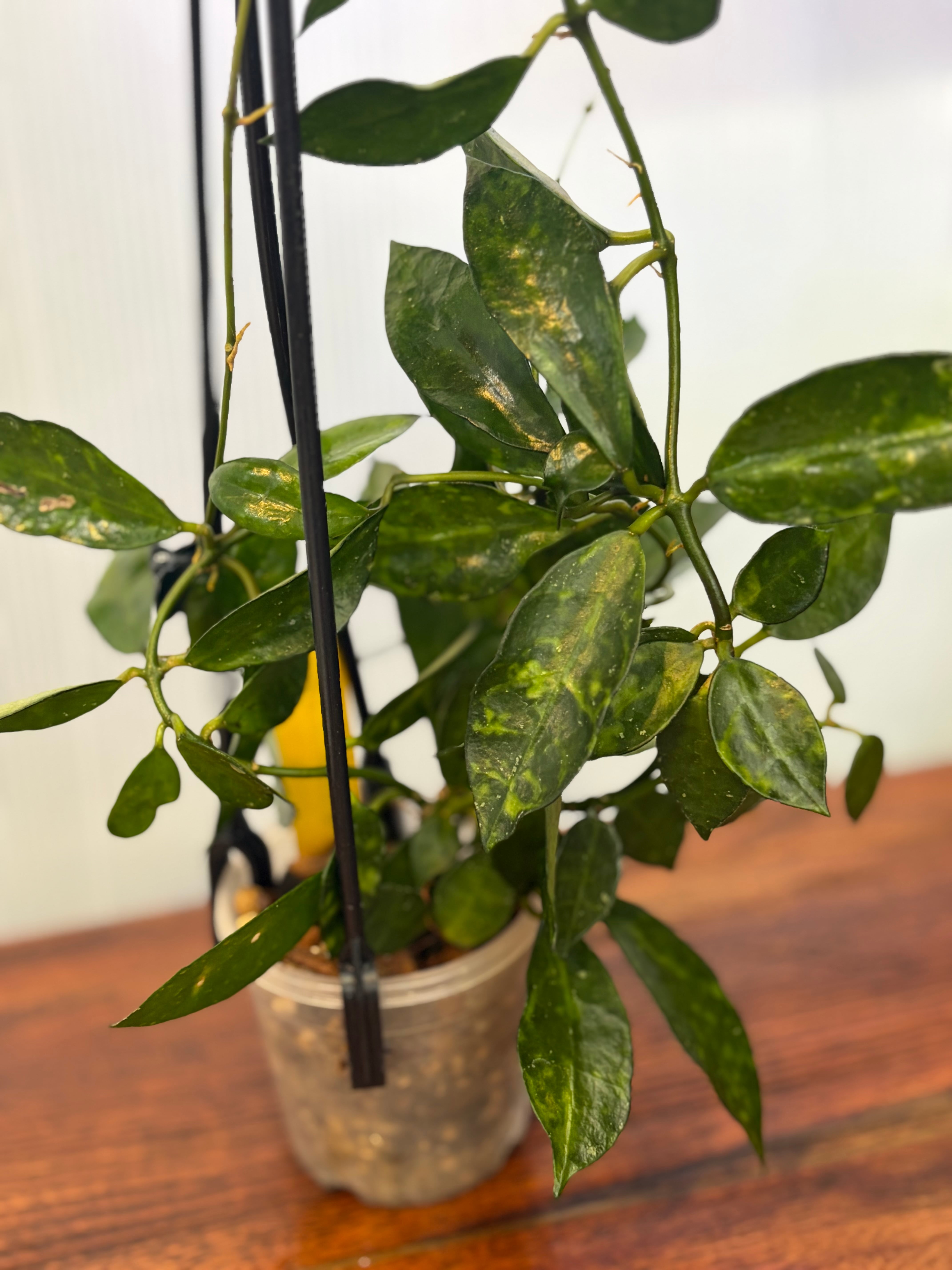 Hoya | BALI-AN 園芸