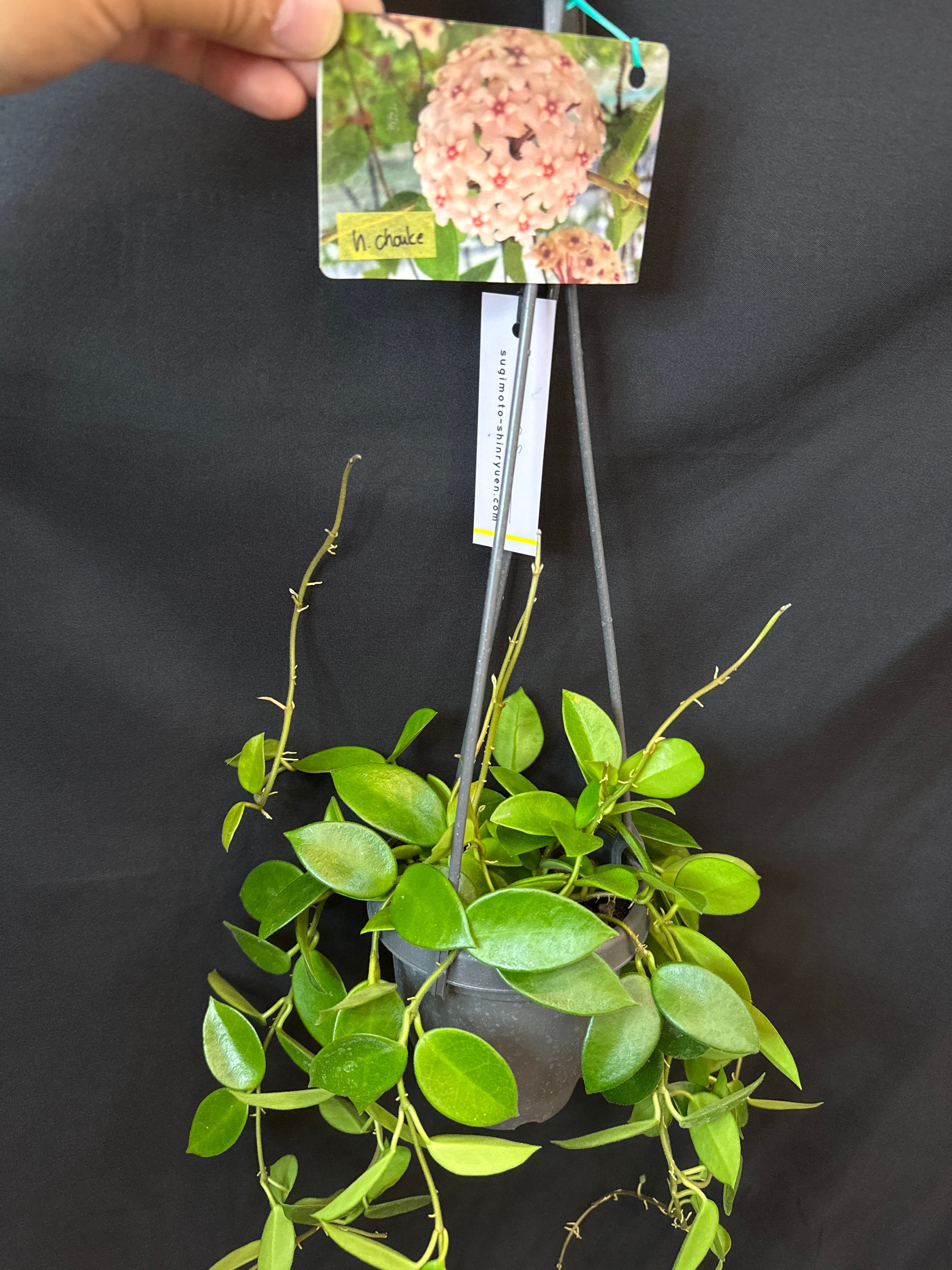 ホヤ ラクノーサ'ブルーノ' | Gardenえん 【観葉熱帯植物】