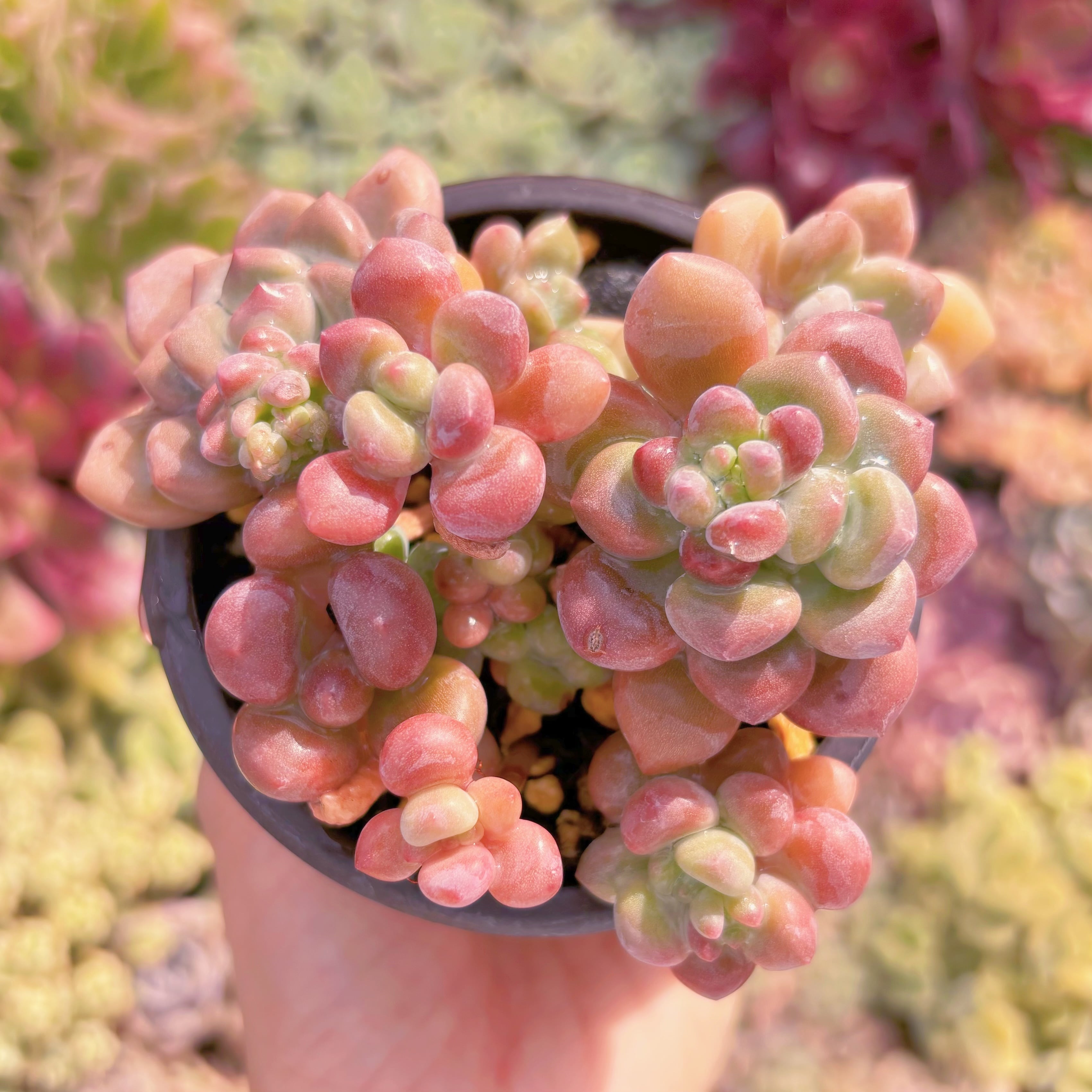 現品　ラブリーディア#244　新入荷　るる農園